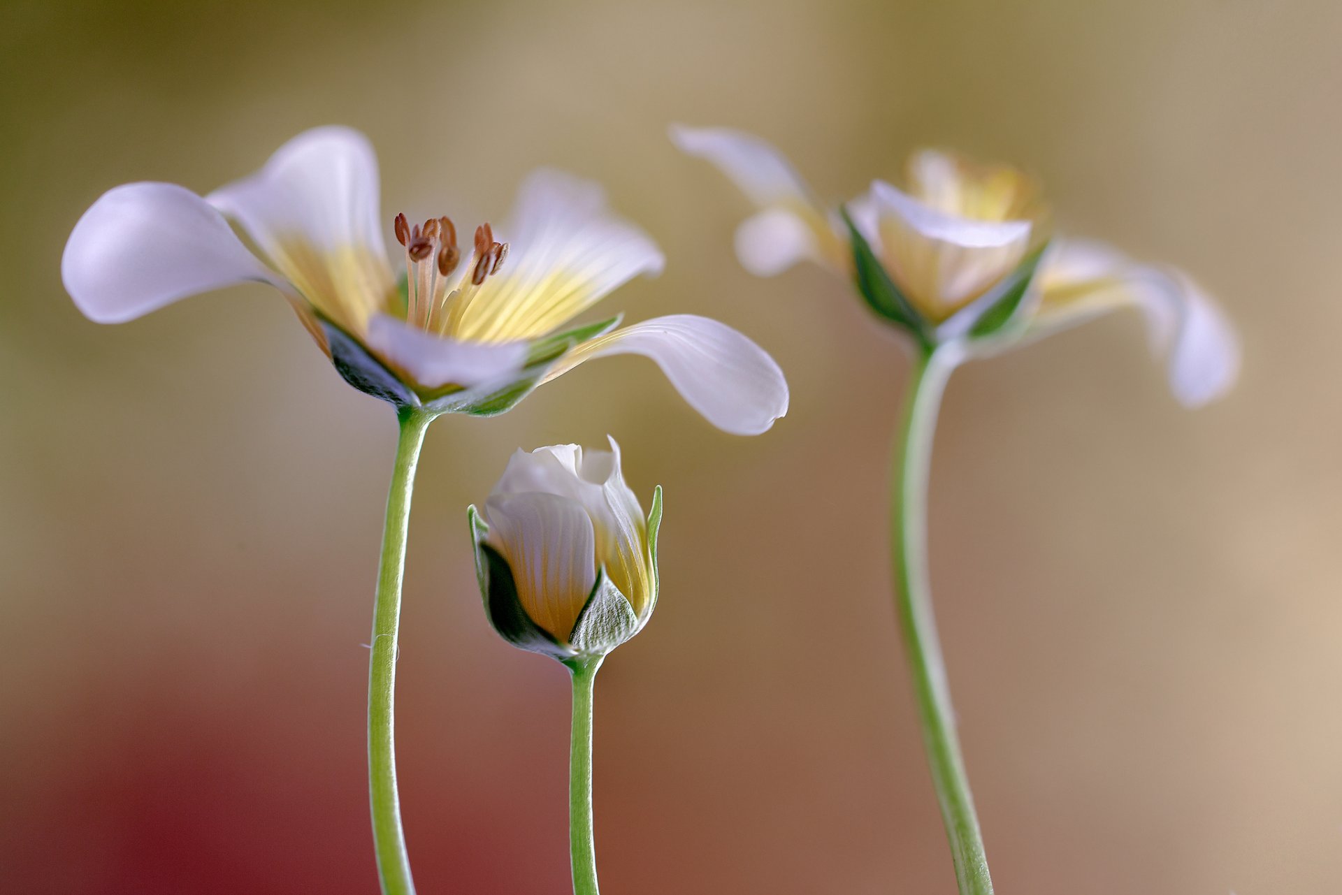 fleurs blanc bourgeon fond