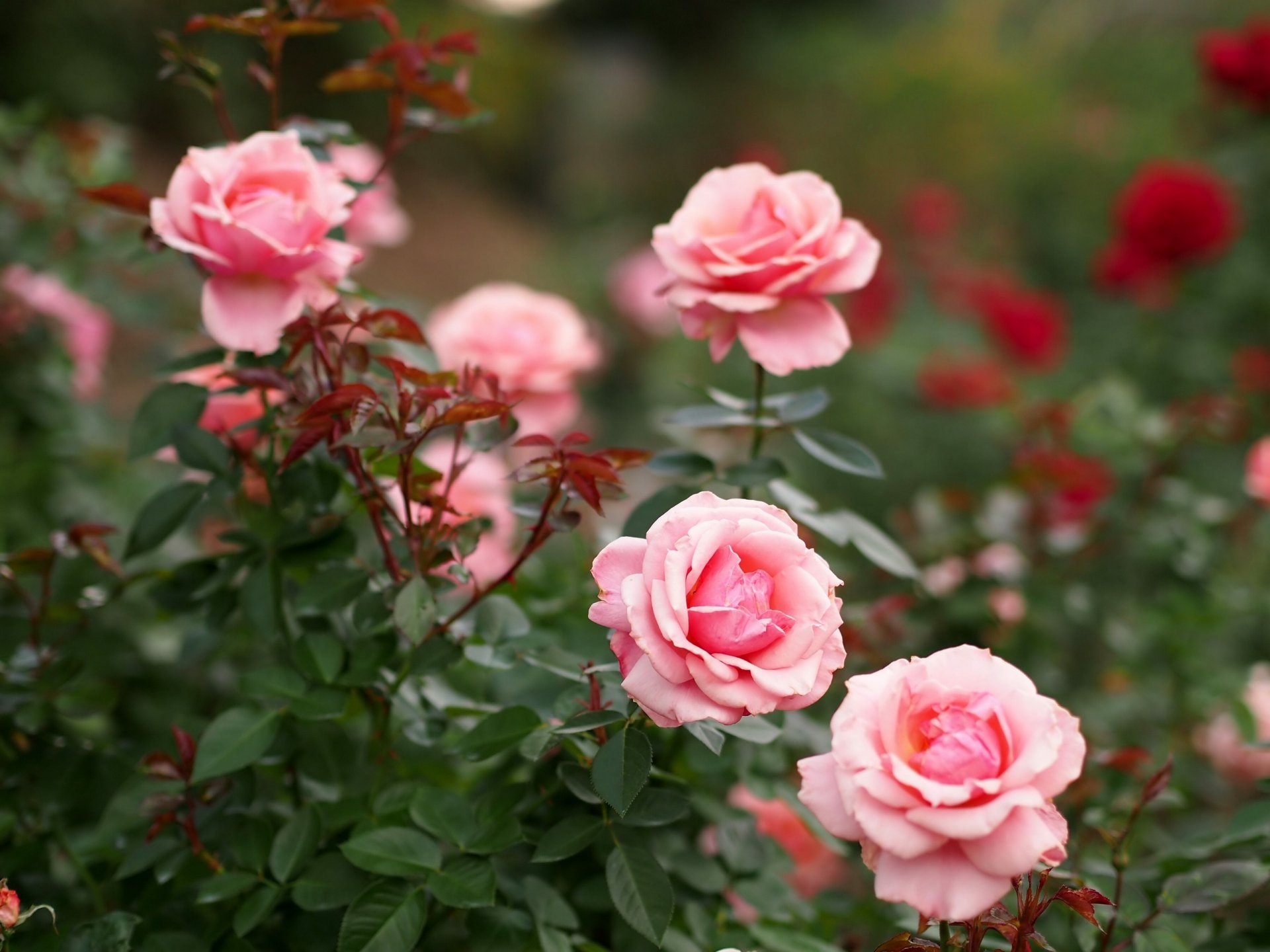 roses bush bud