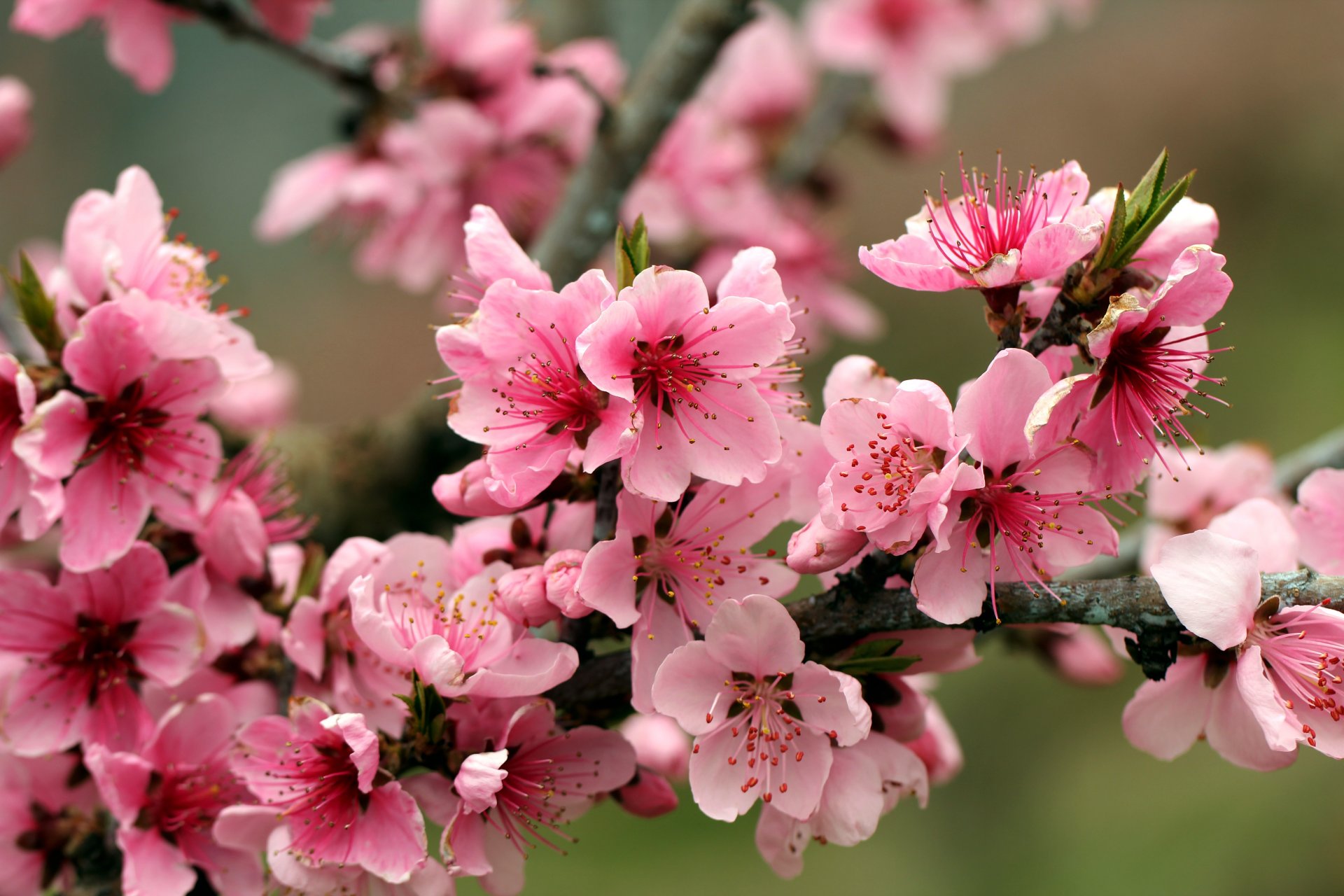 frühling blumen apfelbaum wettbewerb hell rosa blütenblätter blätter zweig schönheit frühling blüte zart hell rosa knospen staubblätter stößel zweig