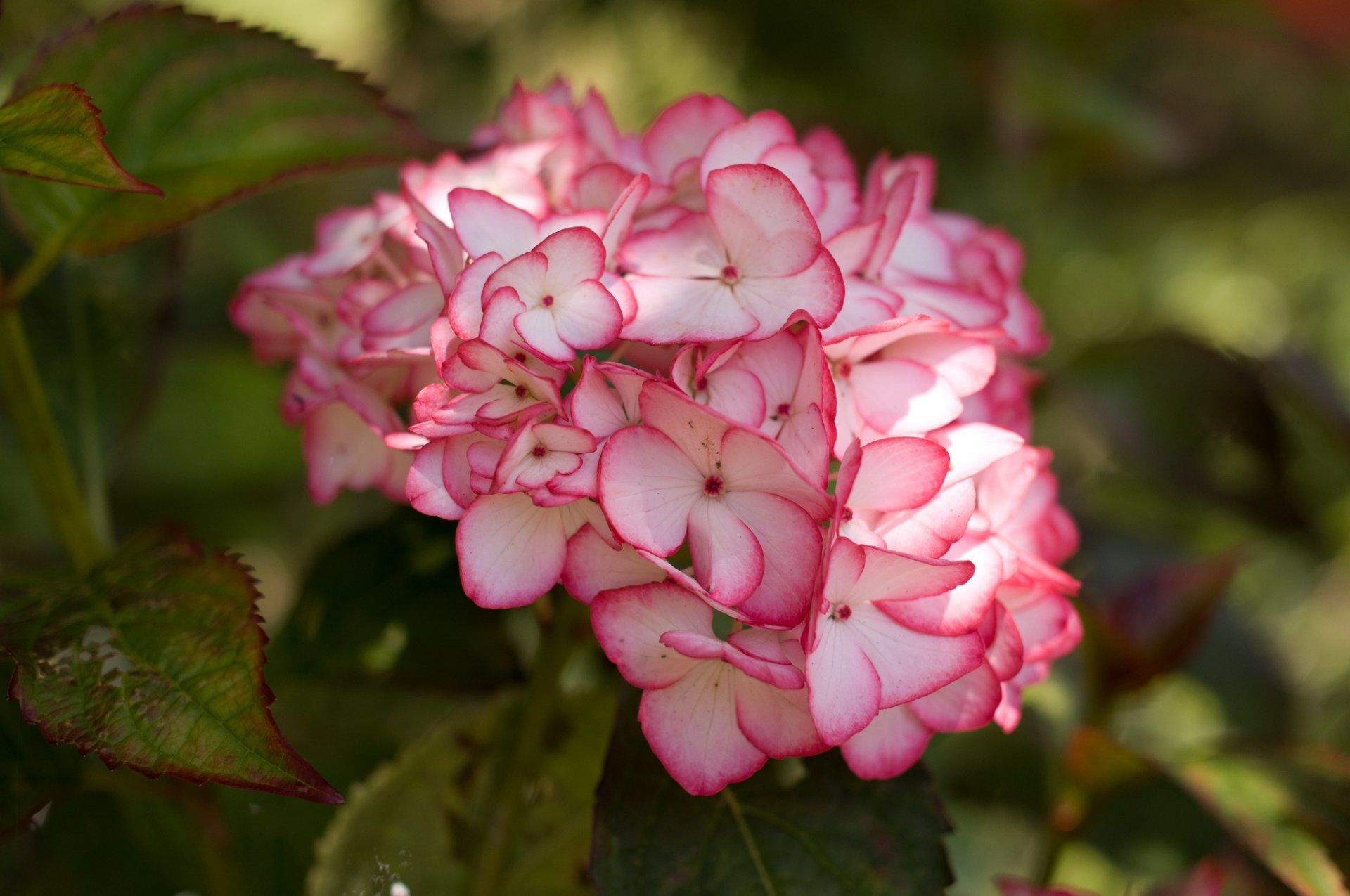 hortensia inflorescence gros plan