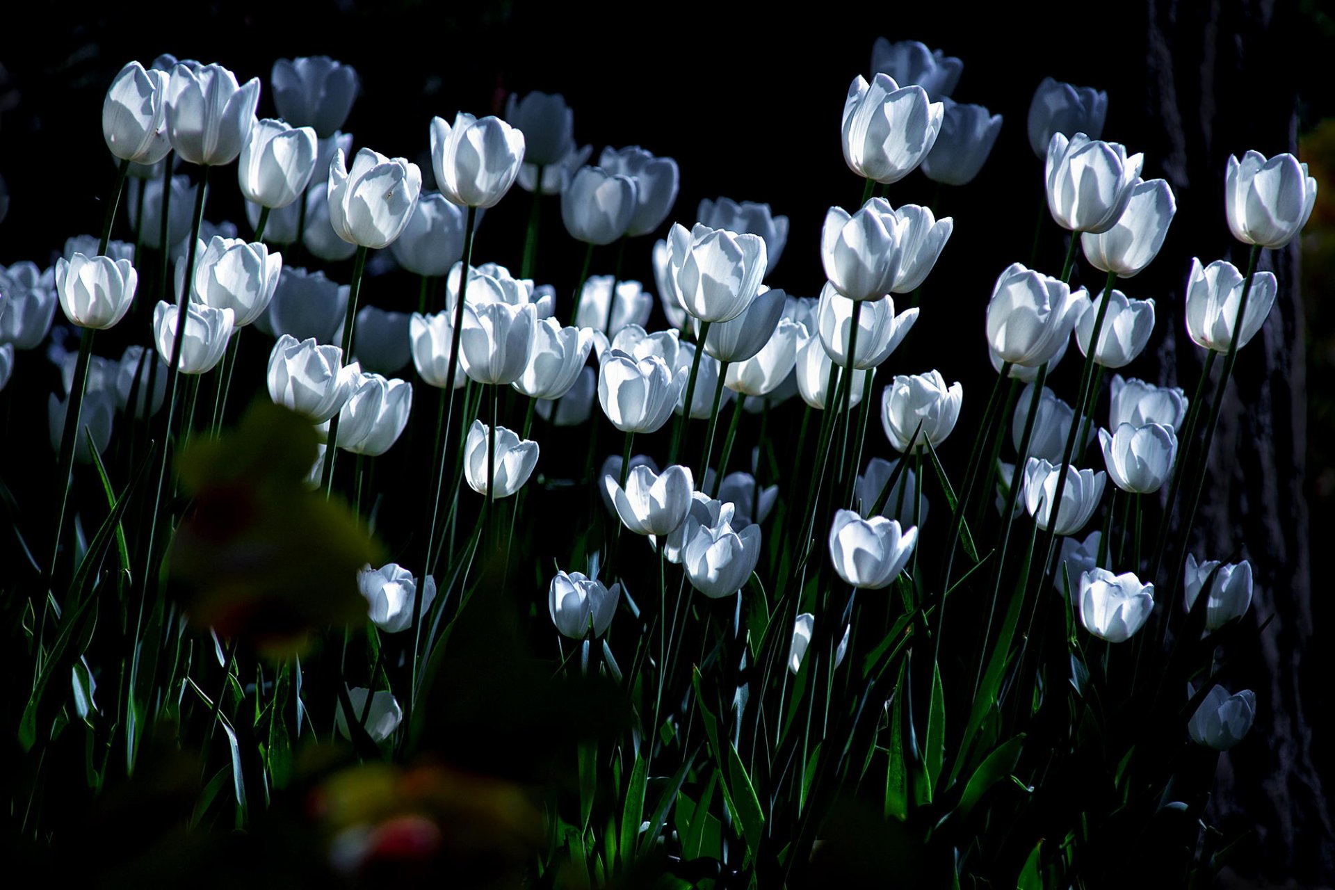 tulpen weiß beleuchtung