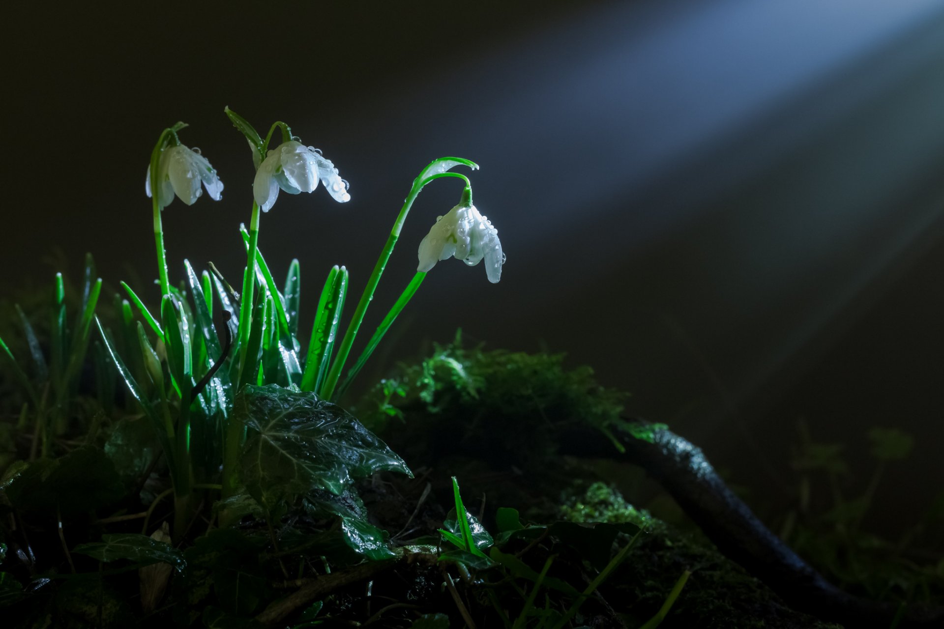 primavera hierba musgo flores campanillas de nieve rayos luz