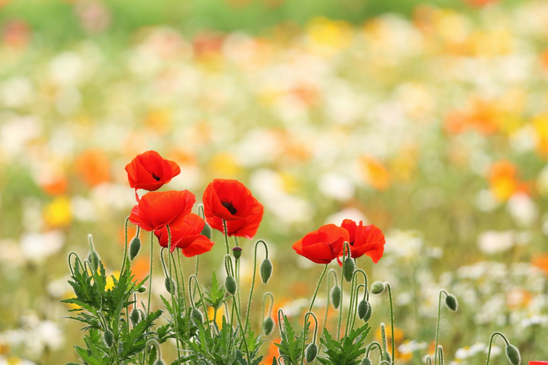 campo amapolas rojos brotes