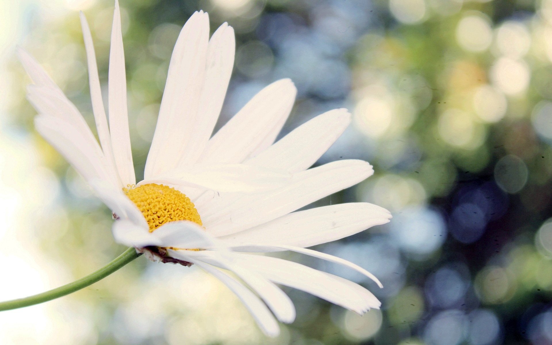 blumen blume blume makro kamille gänseblümchen weiß bokeh unschärfe hintergrund tapete widescreen vollbild widescreen widescreen