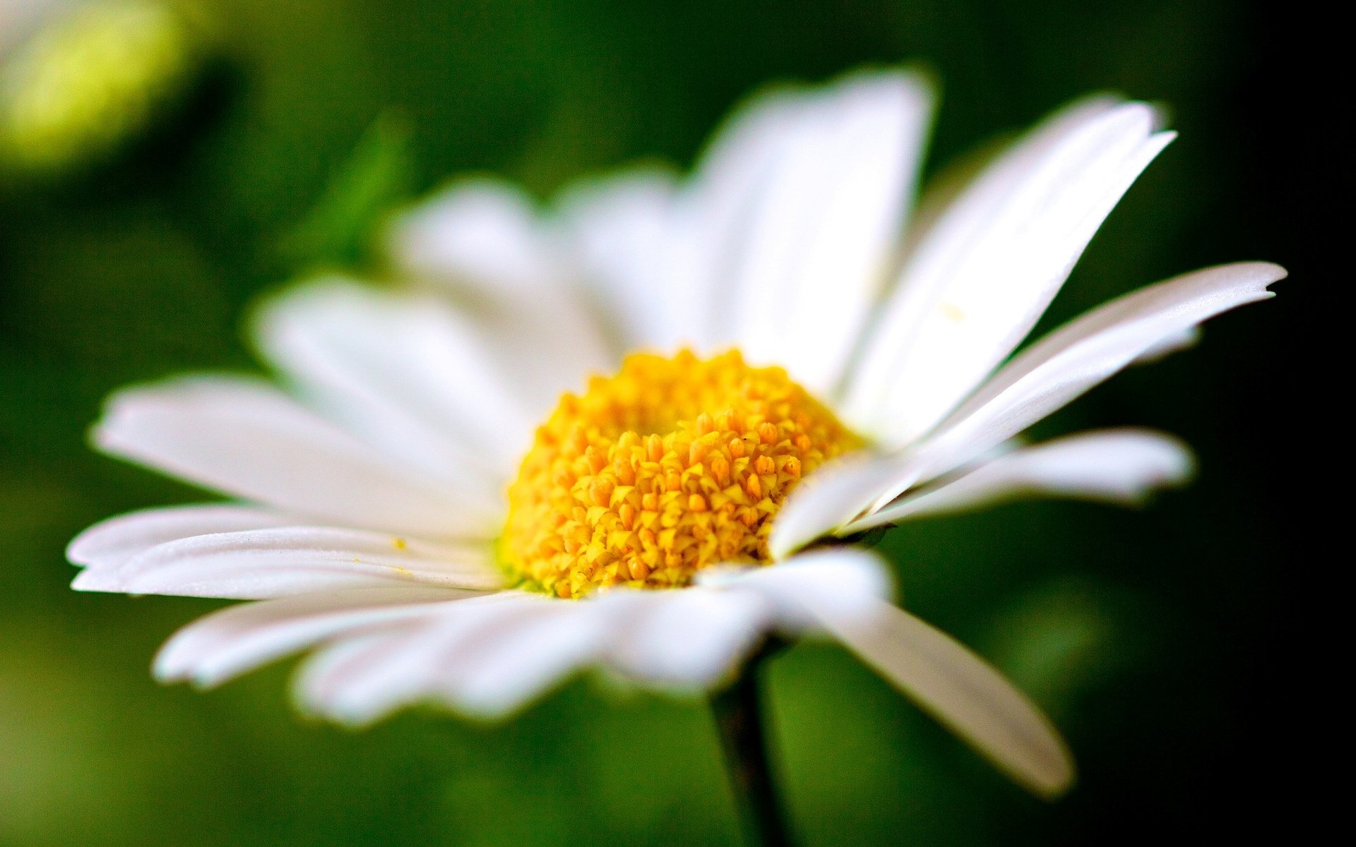 blumen blumen kamille blütenblätter makro unschärfe makro blume hintergrund tapete widescreen vollbild widescreen