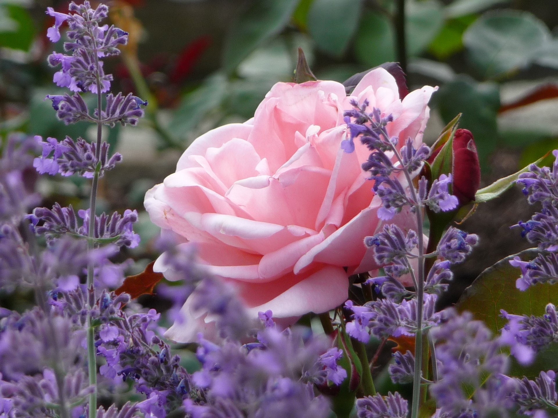 rosa lavanda bocciolo