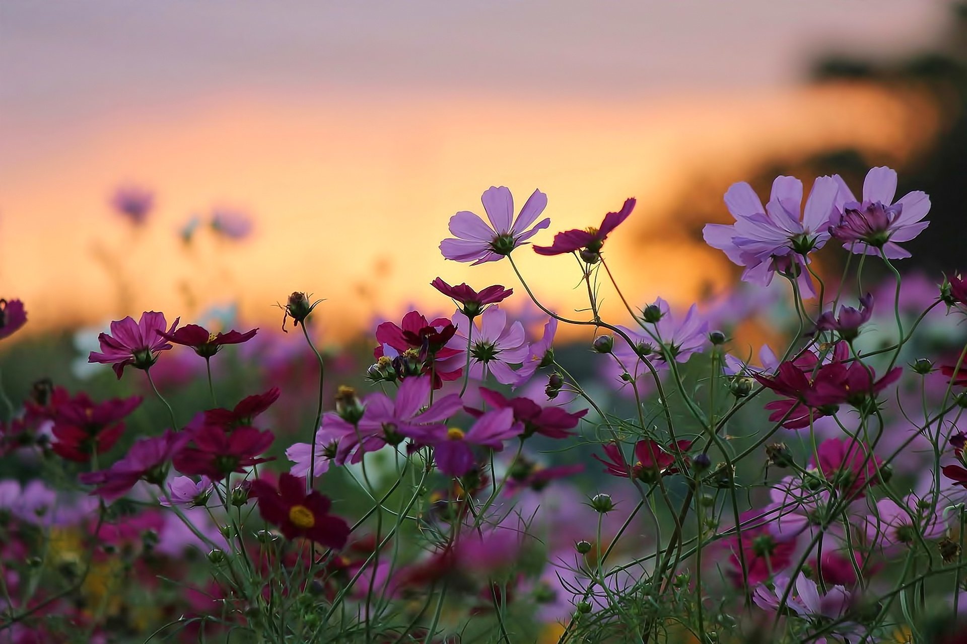 fiori natura tramonto bellezza sfondo carta da parati widescreen schermo intero widescreen widescreen