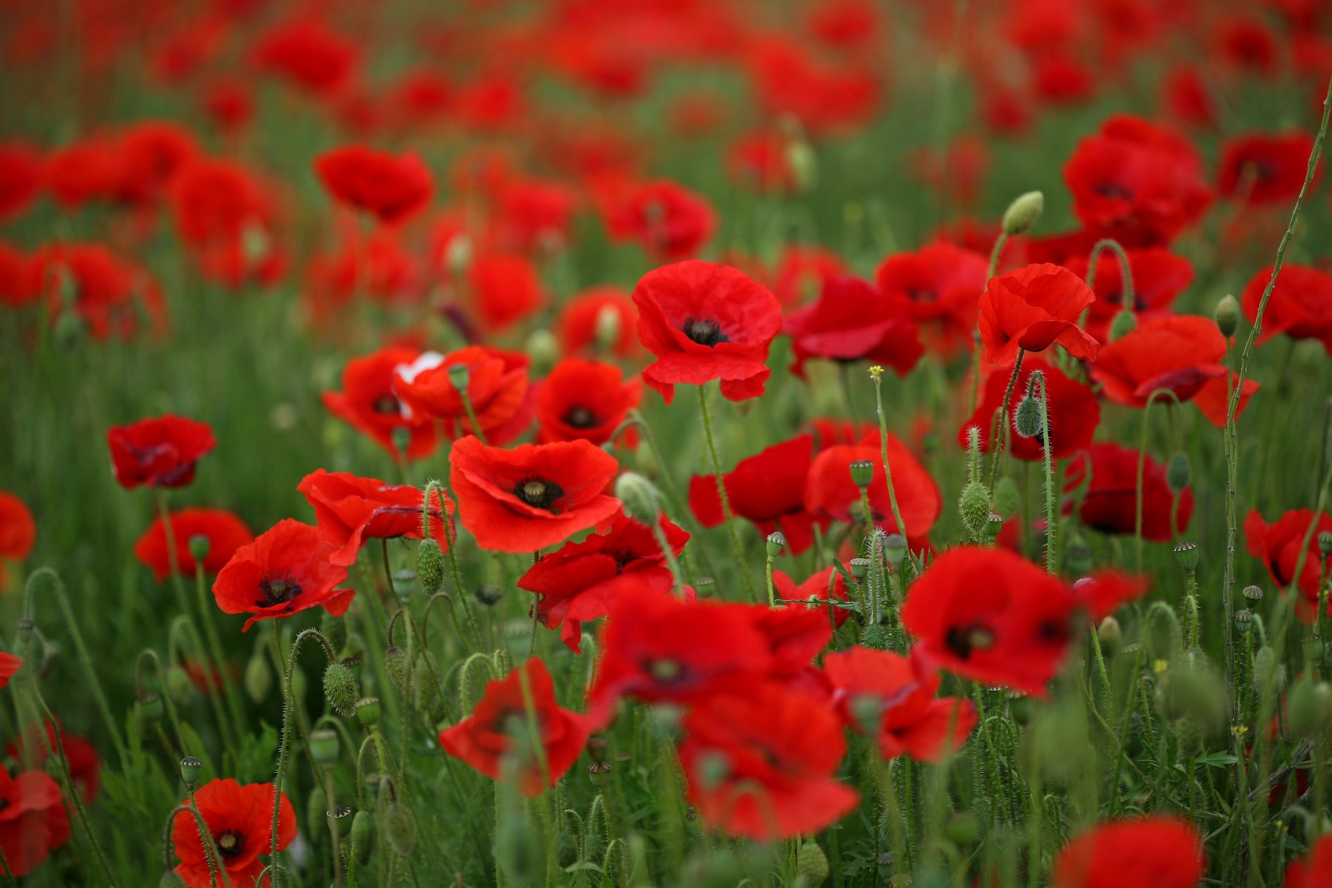 coquelicots rouge pétales fleurs tiges herbe vert champ été chaleur macro nature