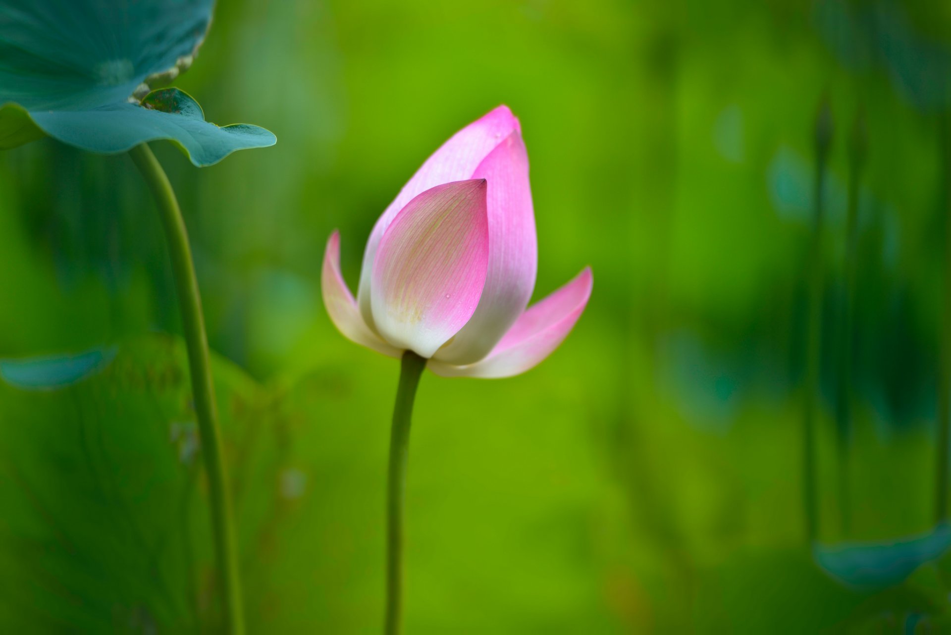 flower lotus pink leaves background