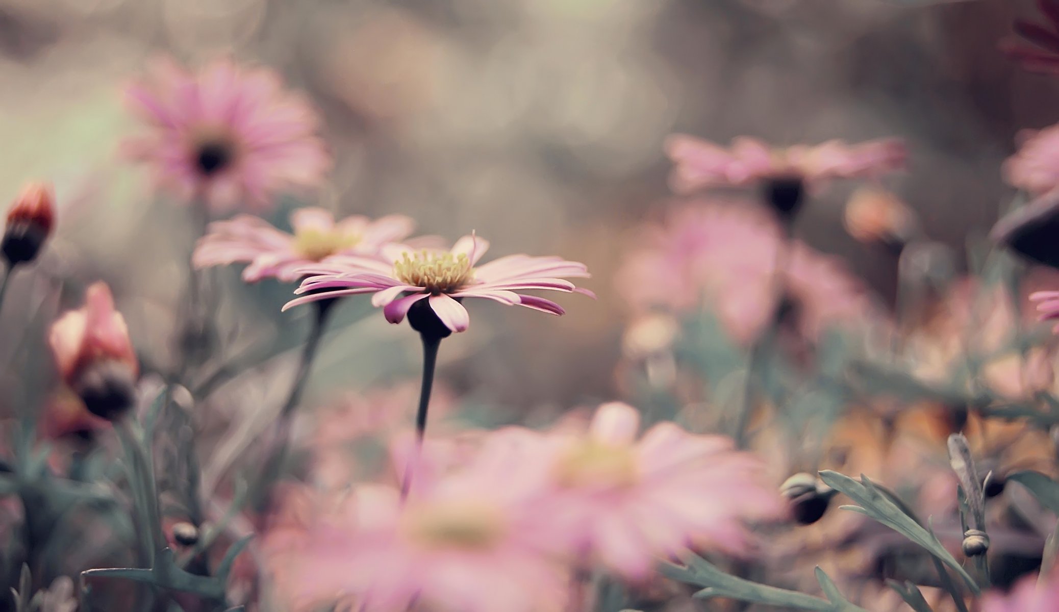 aiuola molto crisantemo rosa