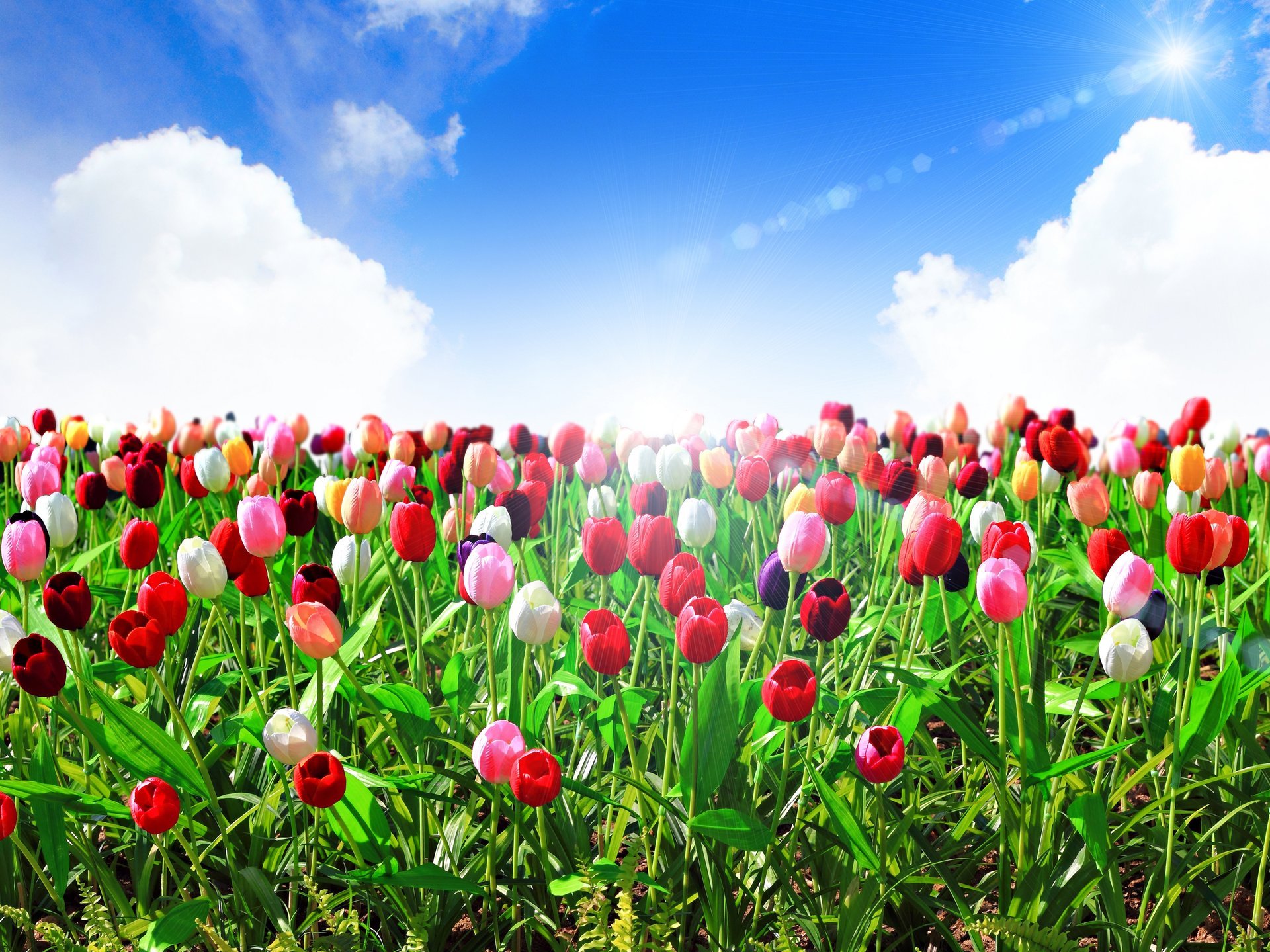 flower tulips summer sky blue clouds sun rays nature