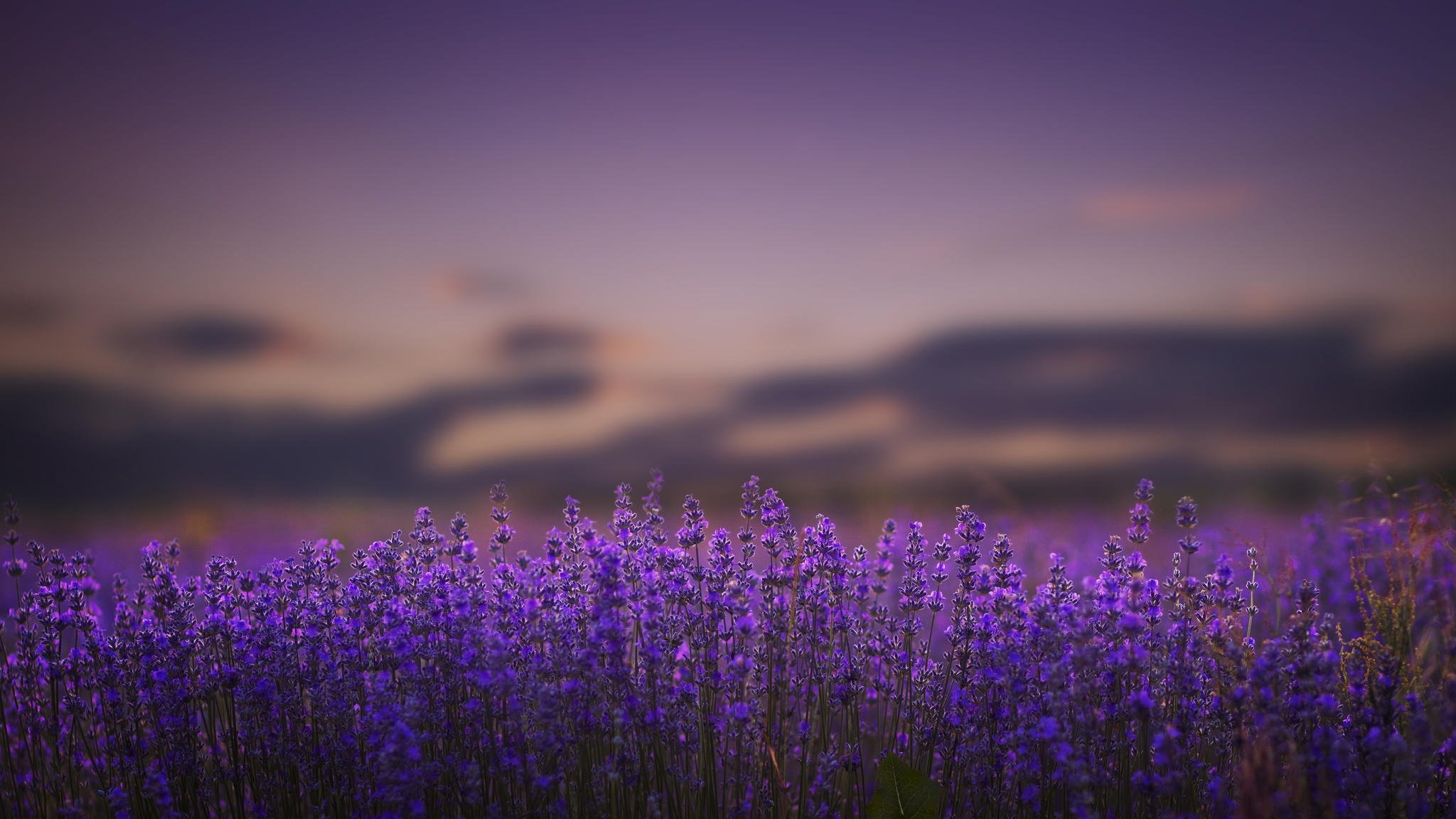 lavendel blumen flieder natur