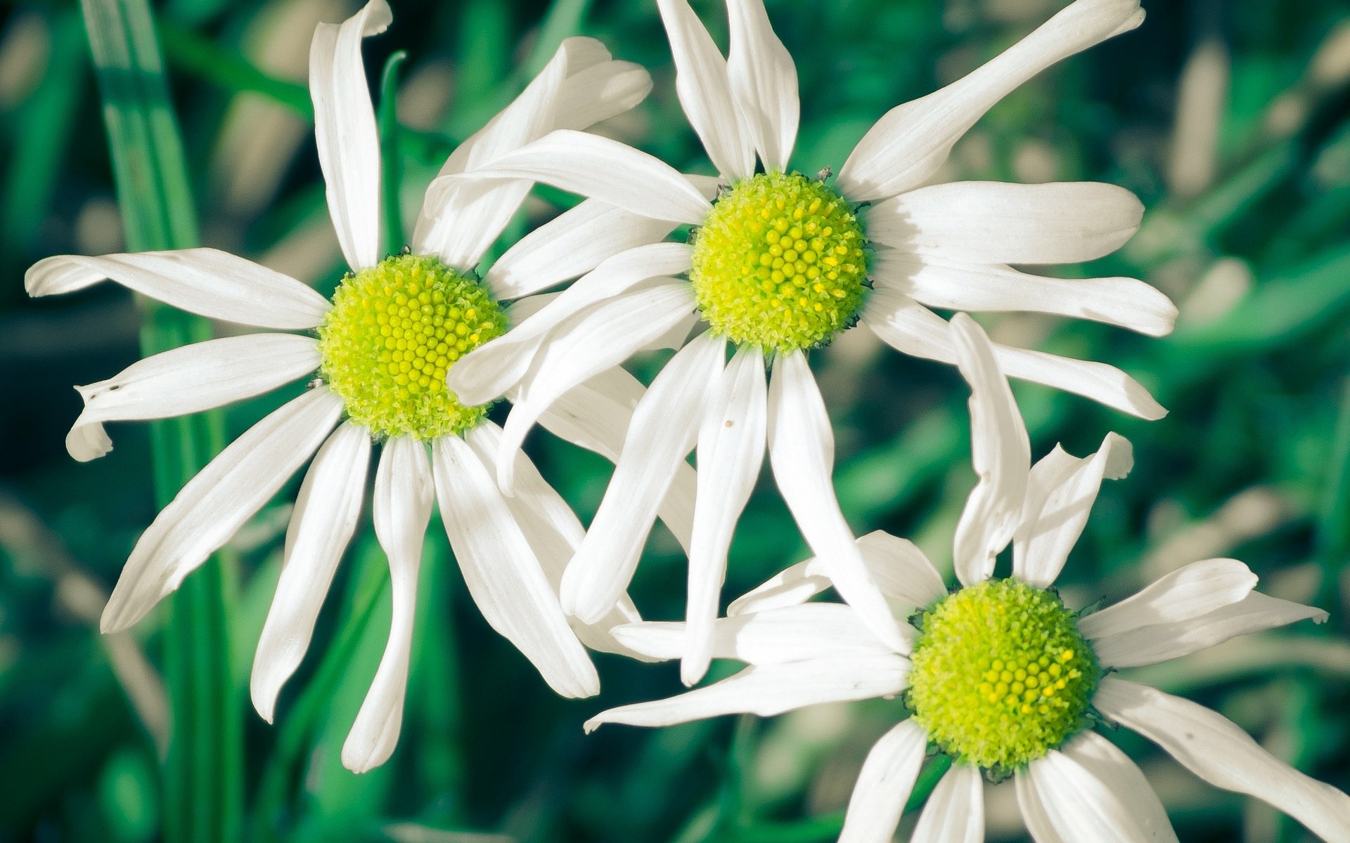 fleurs fleurs marguerites blanc pétales vert fond papier peint écran large plein écran écran large écran large