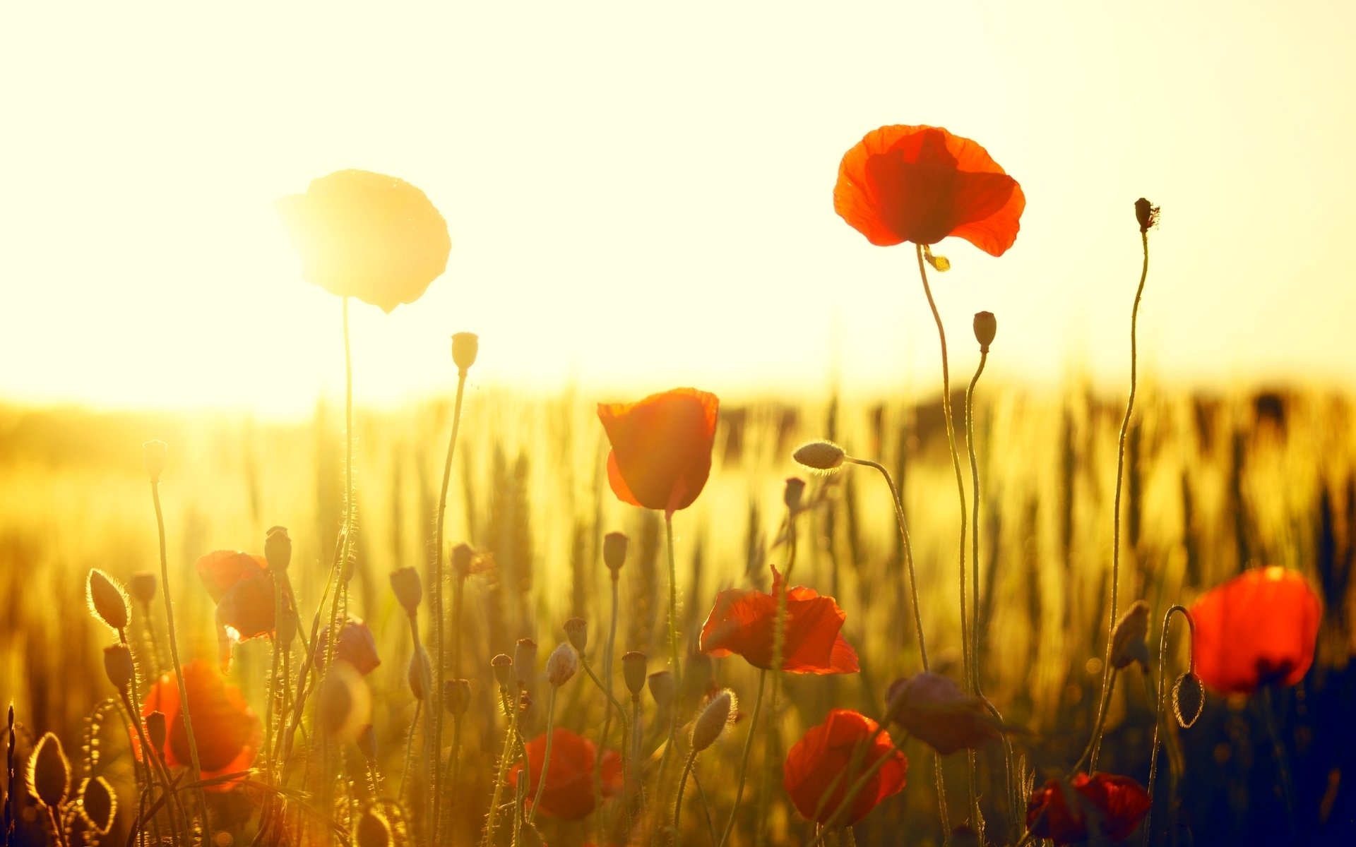 flowers flowers flower poppy poppies red field sun background wallpaper widescreen fullscreen widescreen widescreen