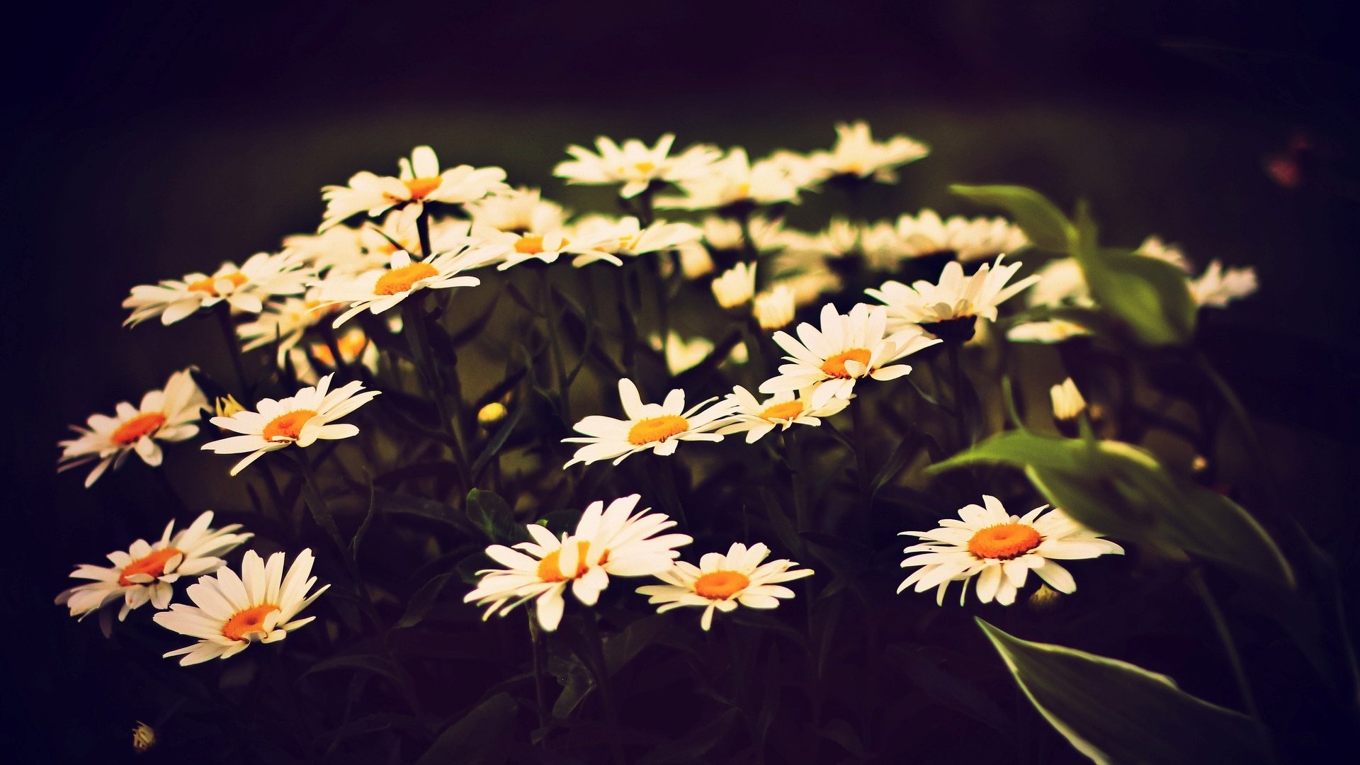 blumen blümchen blümchen kamille kamille weiß gelb blätter hintergrund tapete widescreen vollbild widescreen widescreen