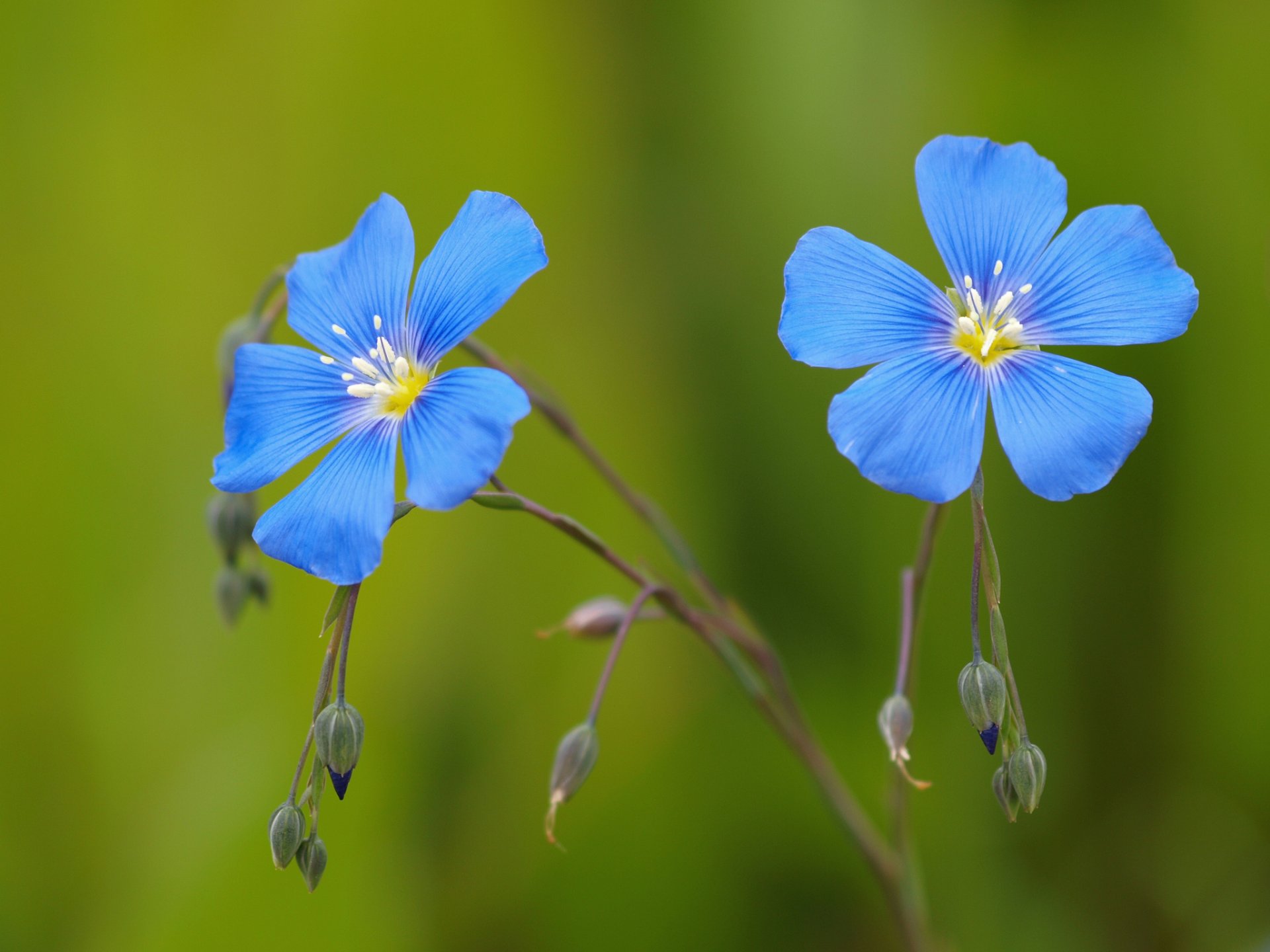 fiori blu lino gemme sfondo