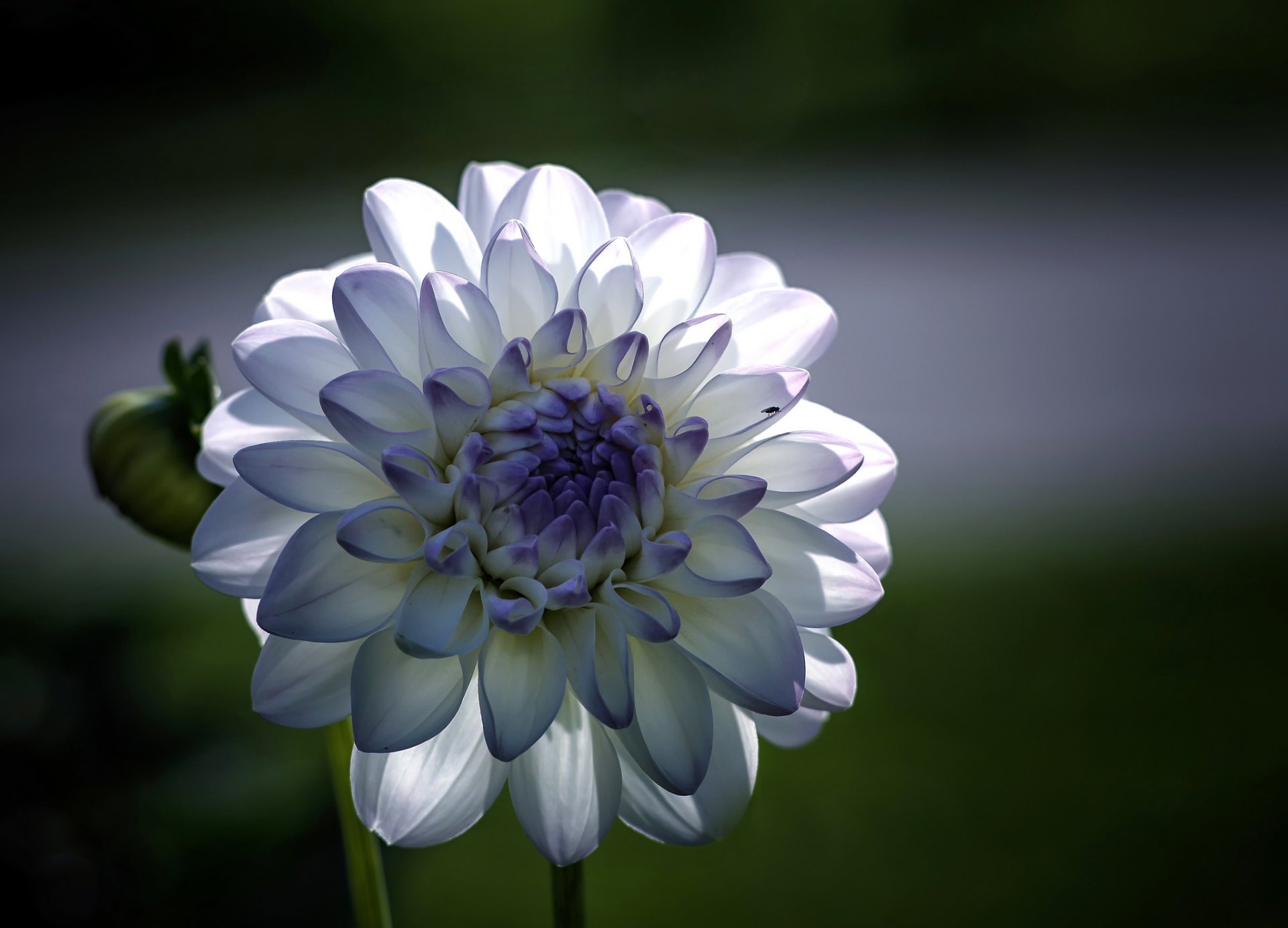 flower dahlia white blue petals close up focu