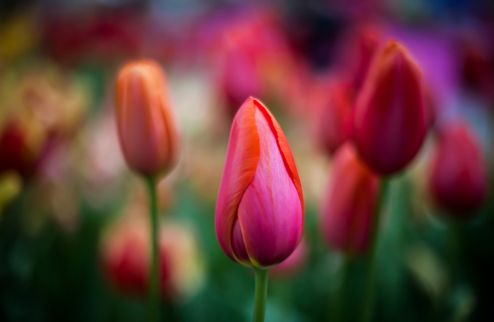 fleurs tulipes rouges bourgeons gros plan