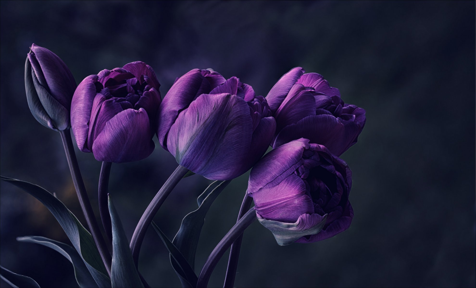 flower tulips purple