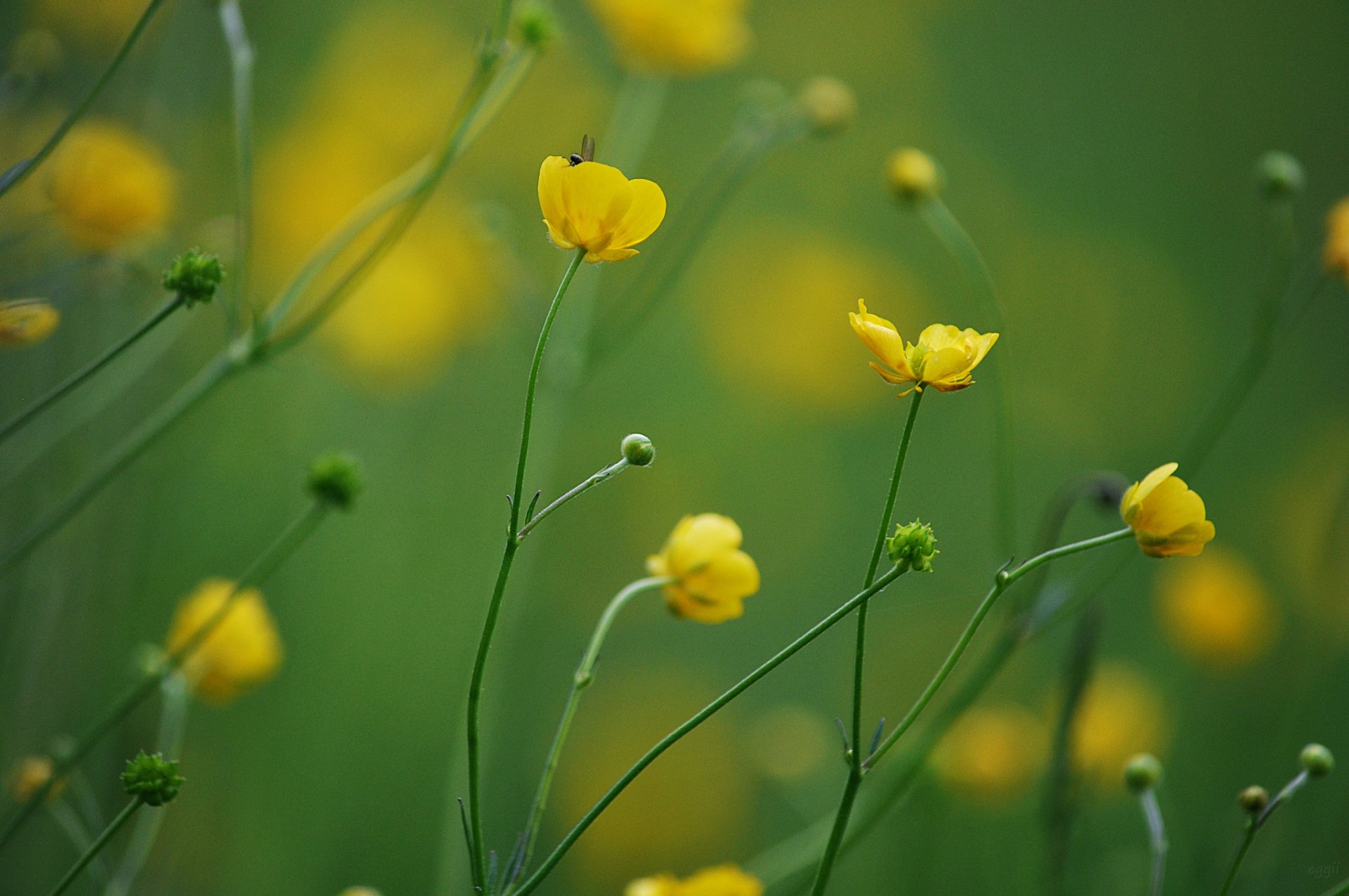 flores amarillo fondo desenfoque