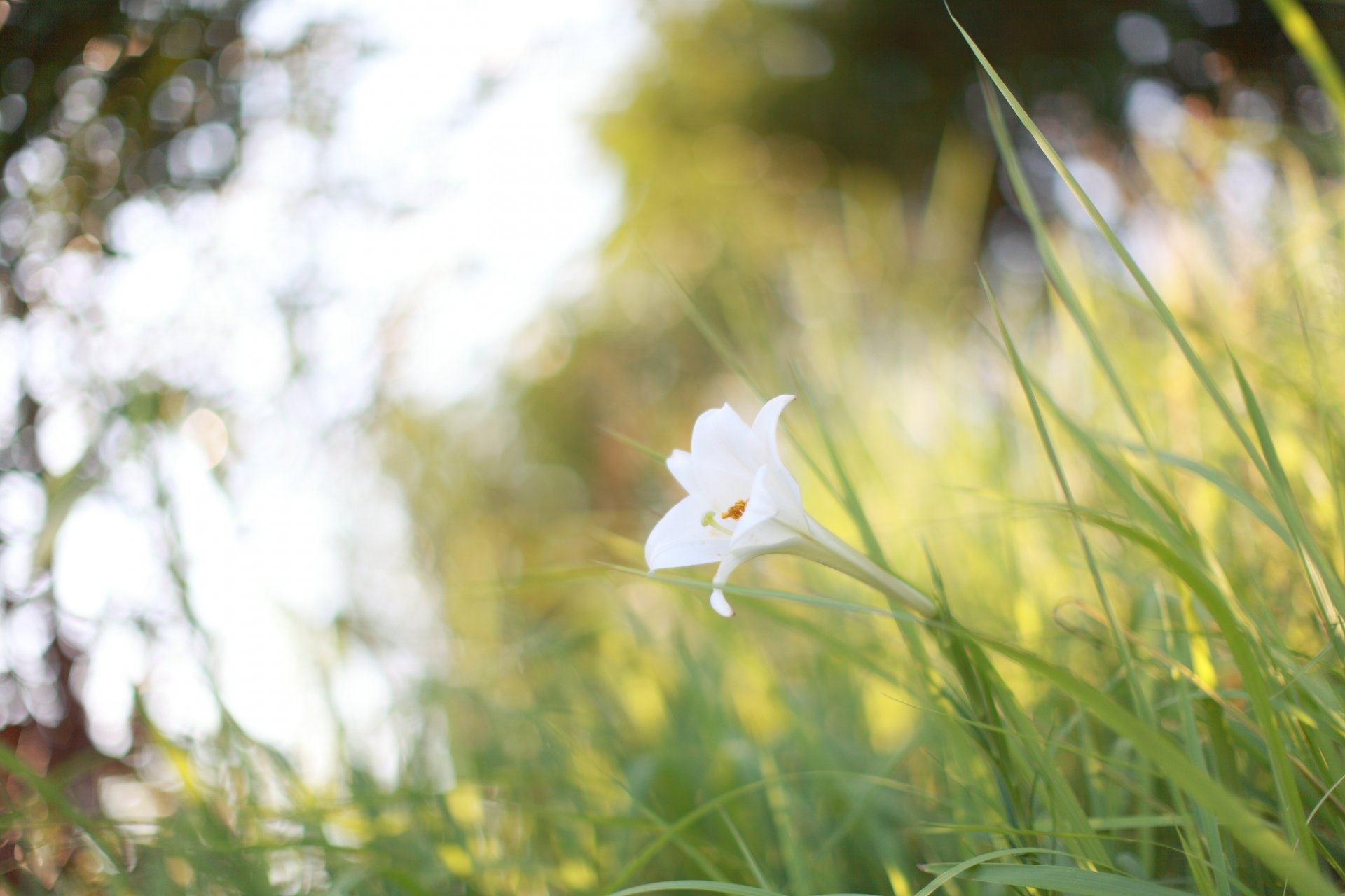 blume weiß pflanzen gras lichtung natur sommer sonne licht blendung warm makro