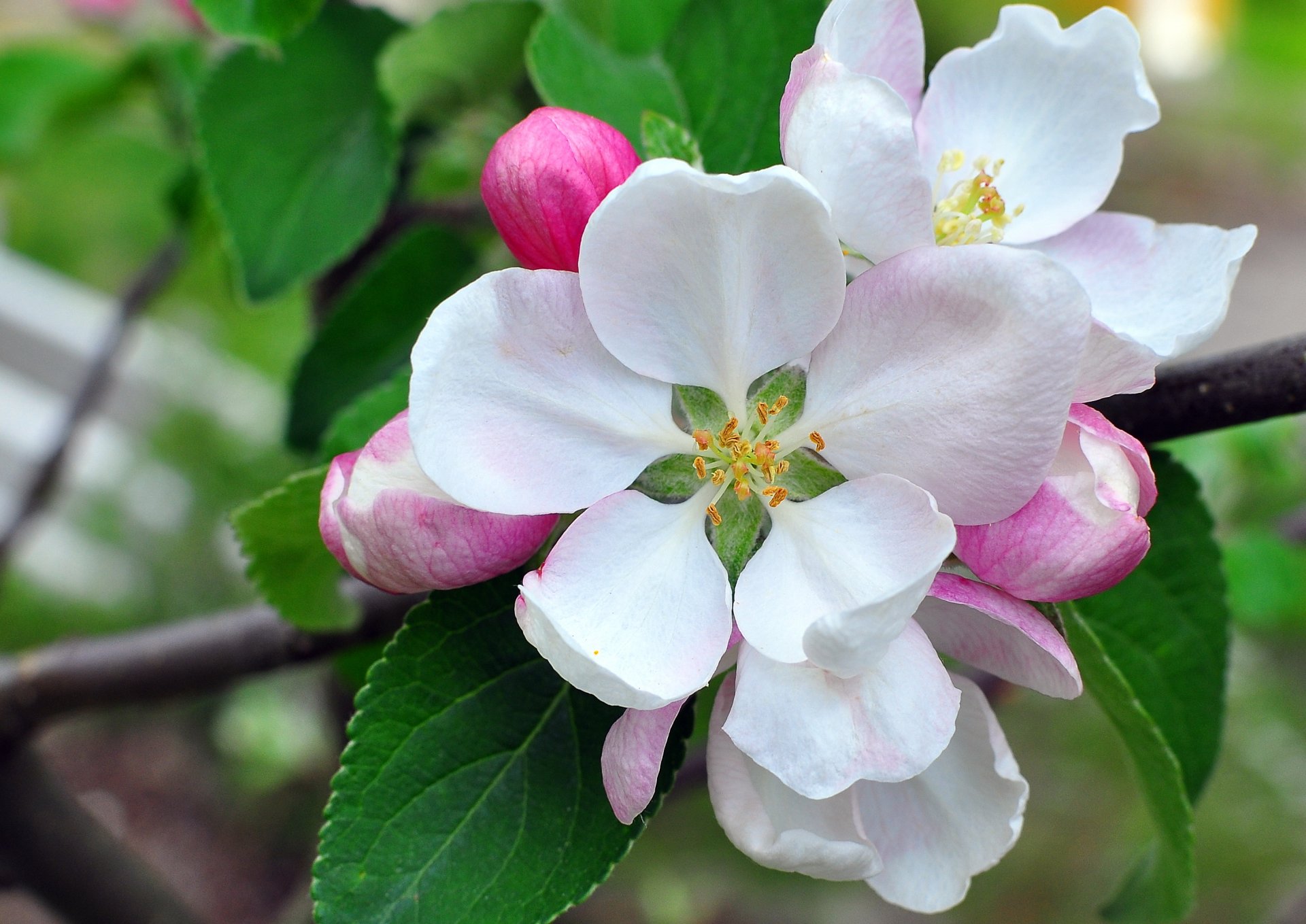 apfelbaum knospen blütenblätter blüte zweig makro