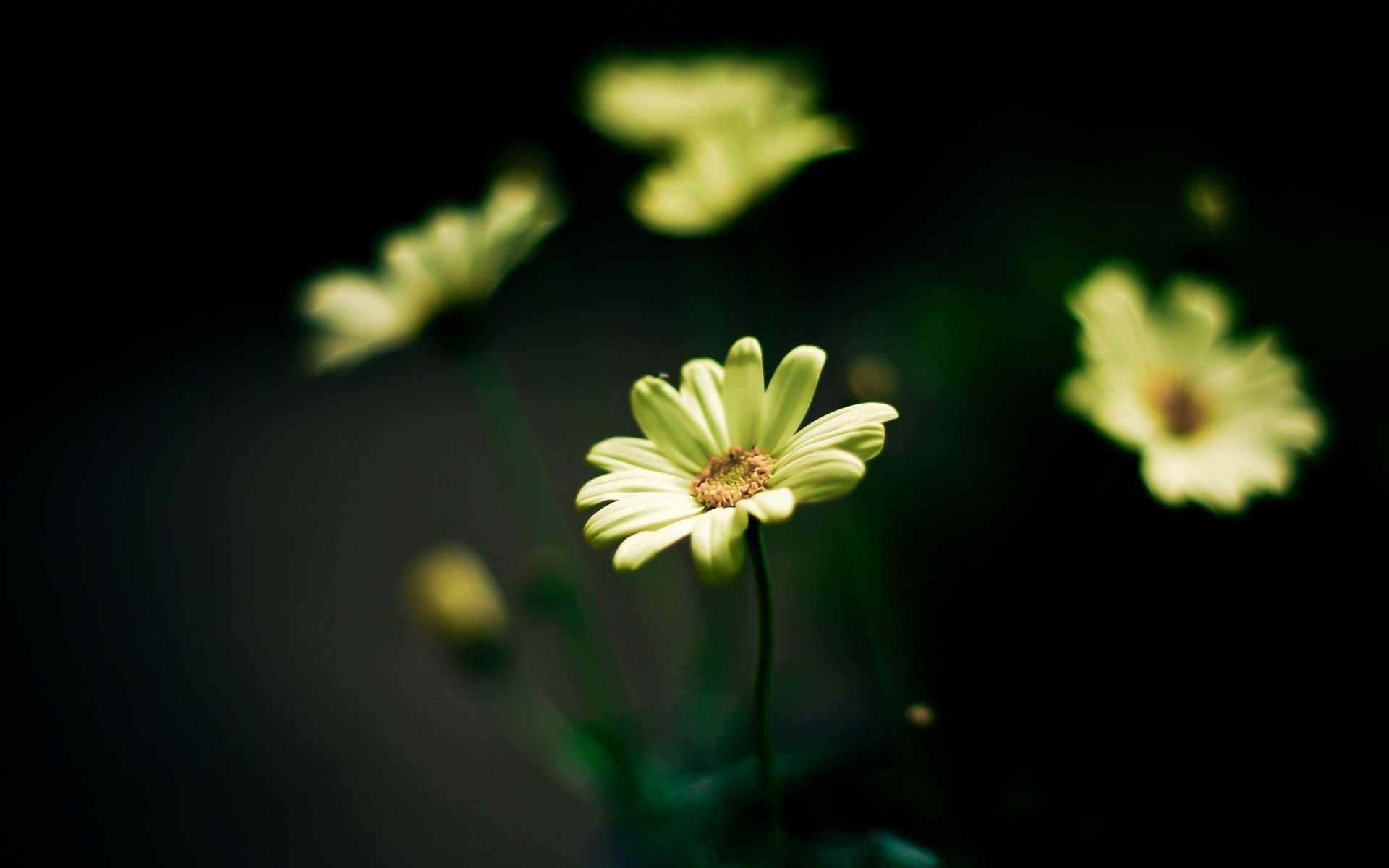 fiori fiori giallo fiore verde sfocatura sfondo carta da parati widescreen schermo intero widescreen widescreen