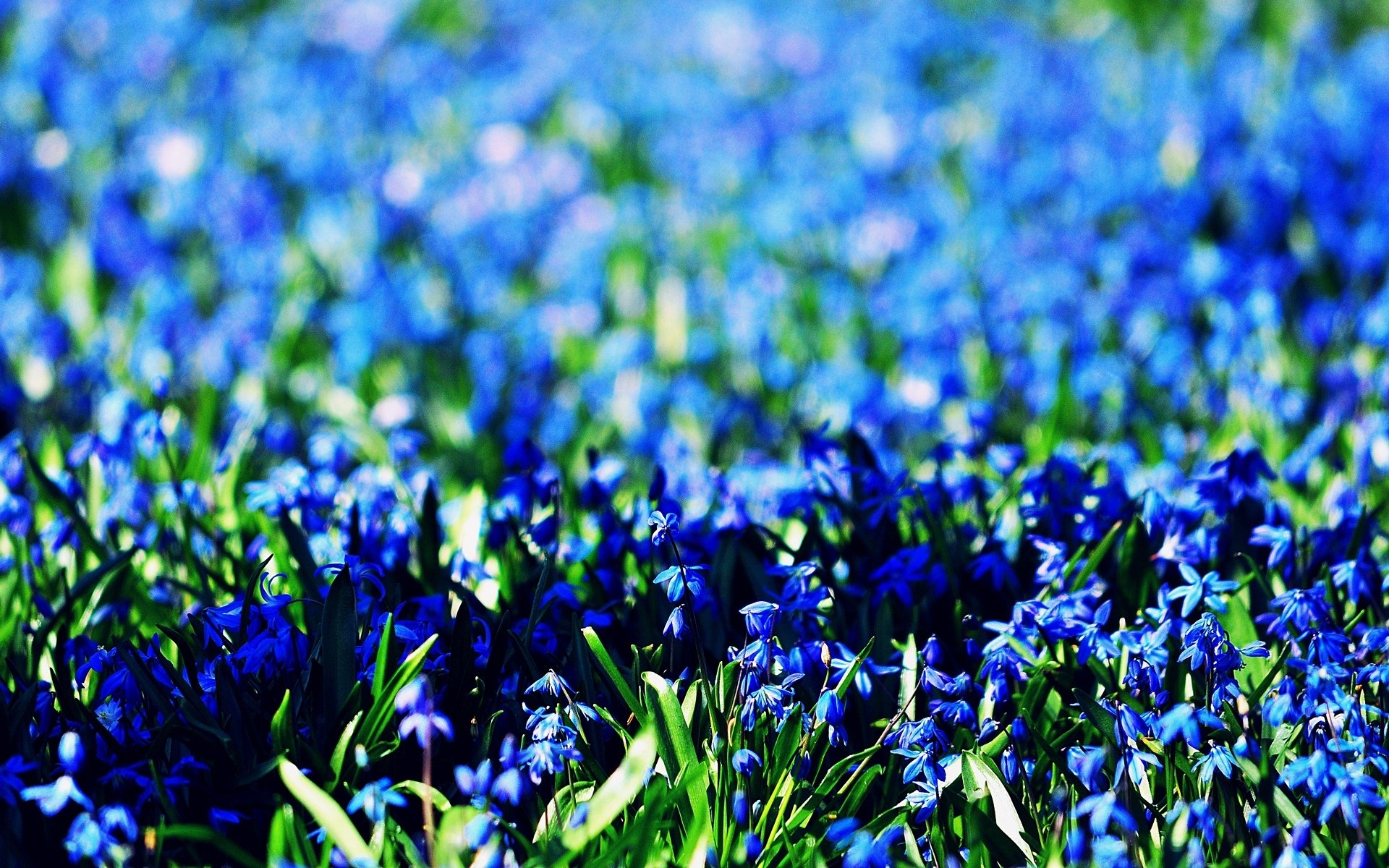 fiori fiori blu azzurro campo sfondo blu carta da parati widescreen schermo intero widescreen widescreen