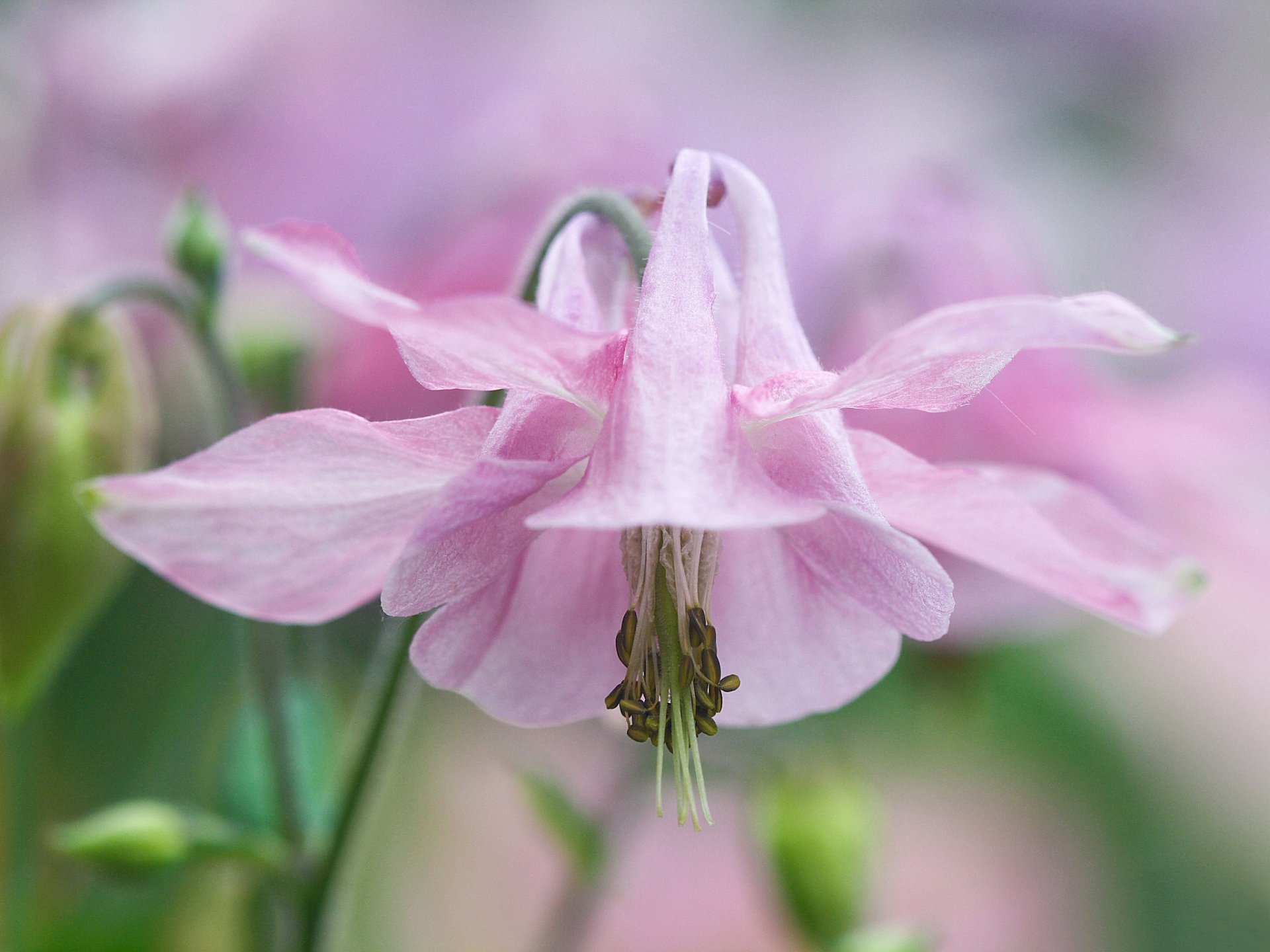 blume rosa zart aquilegia adler einzugsgebiet