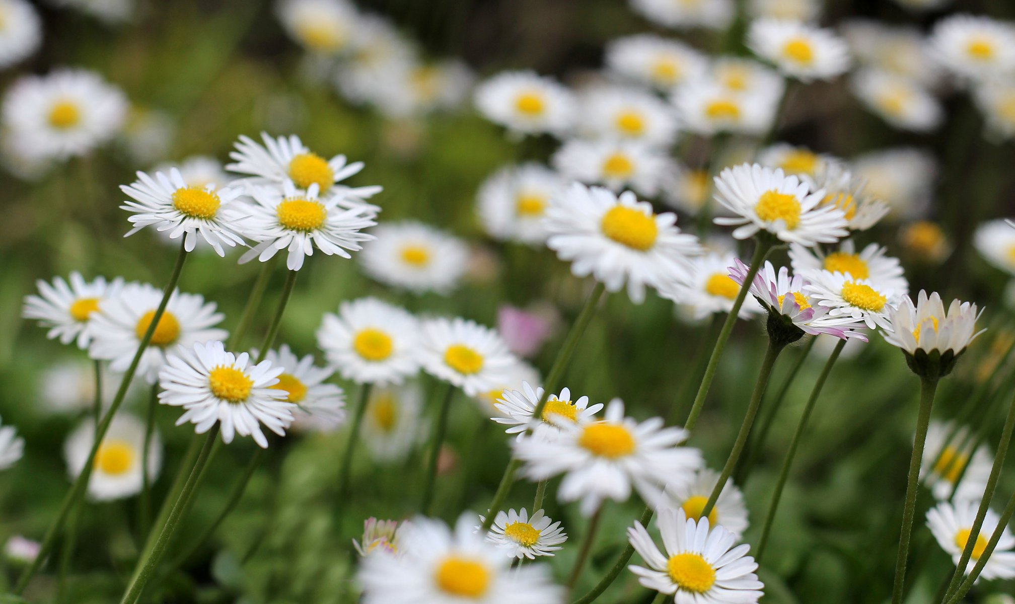 fleurs fleurs fleur marguerites verdure fond papier peint écran large plein écran écran large écran large