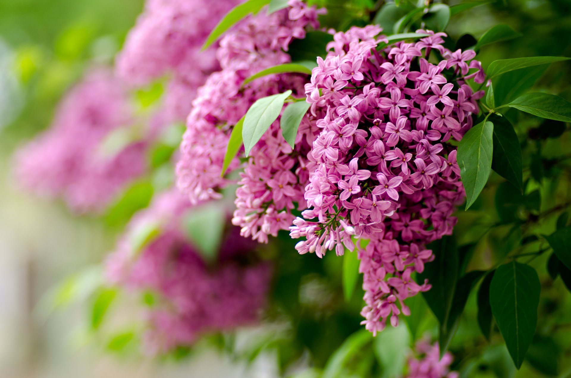 lilla fiori rami foglie messa a fuoco sfocatura primavera natura