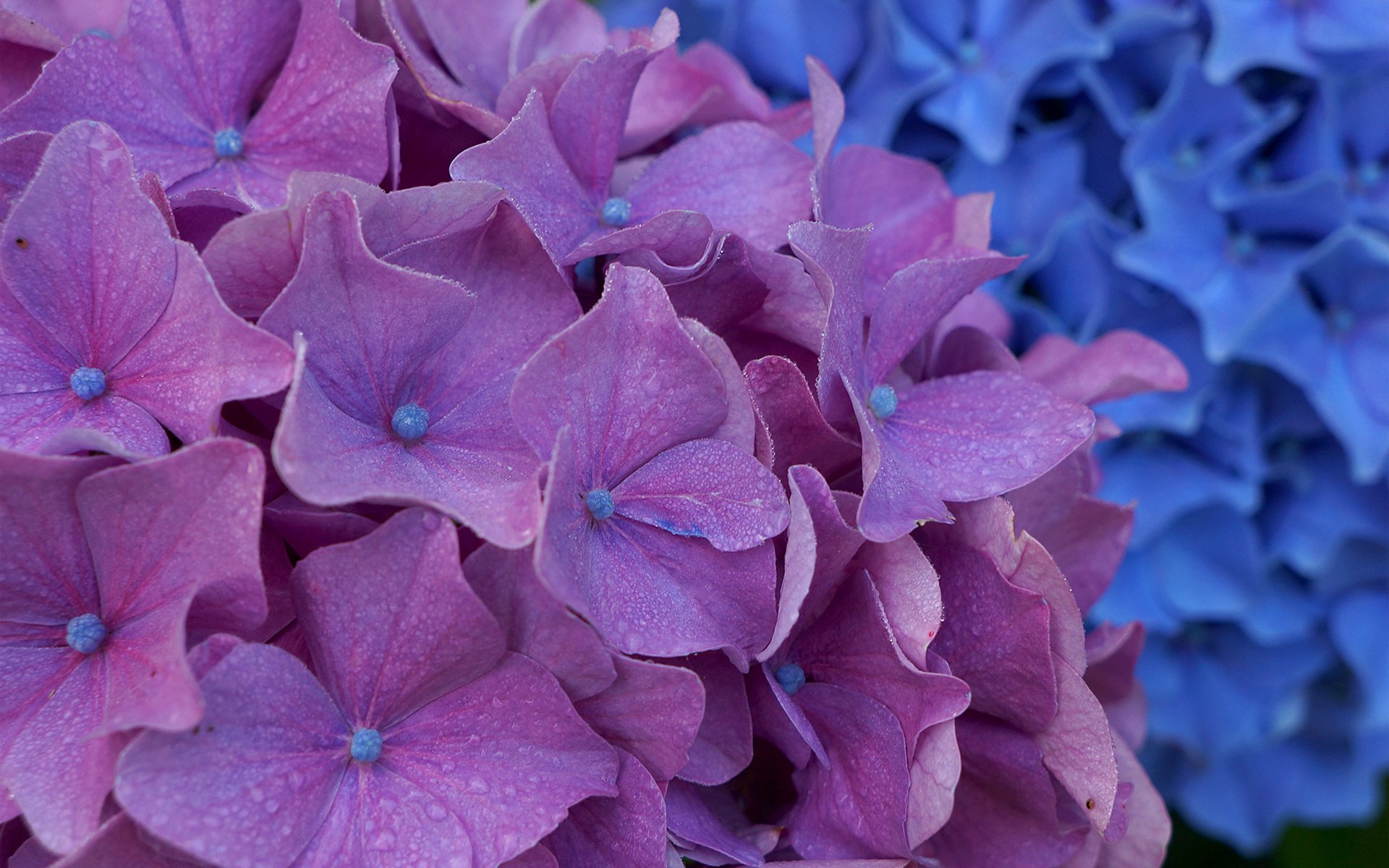 flores hortensia inflorescencia púrpura