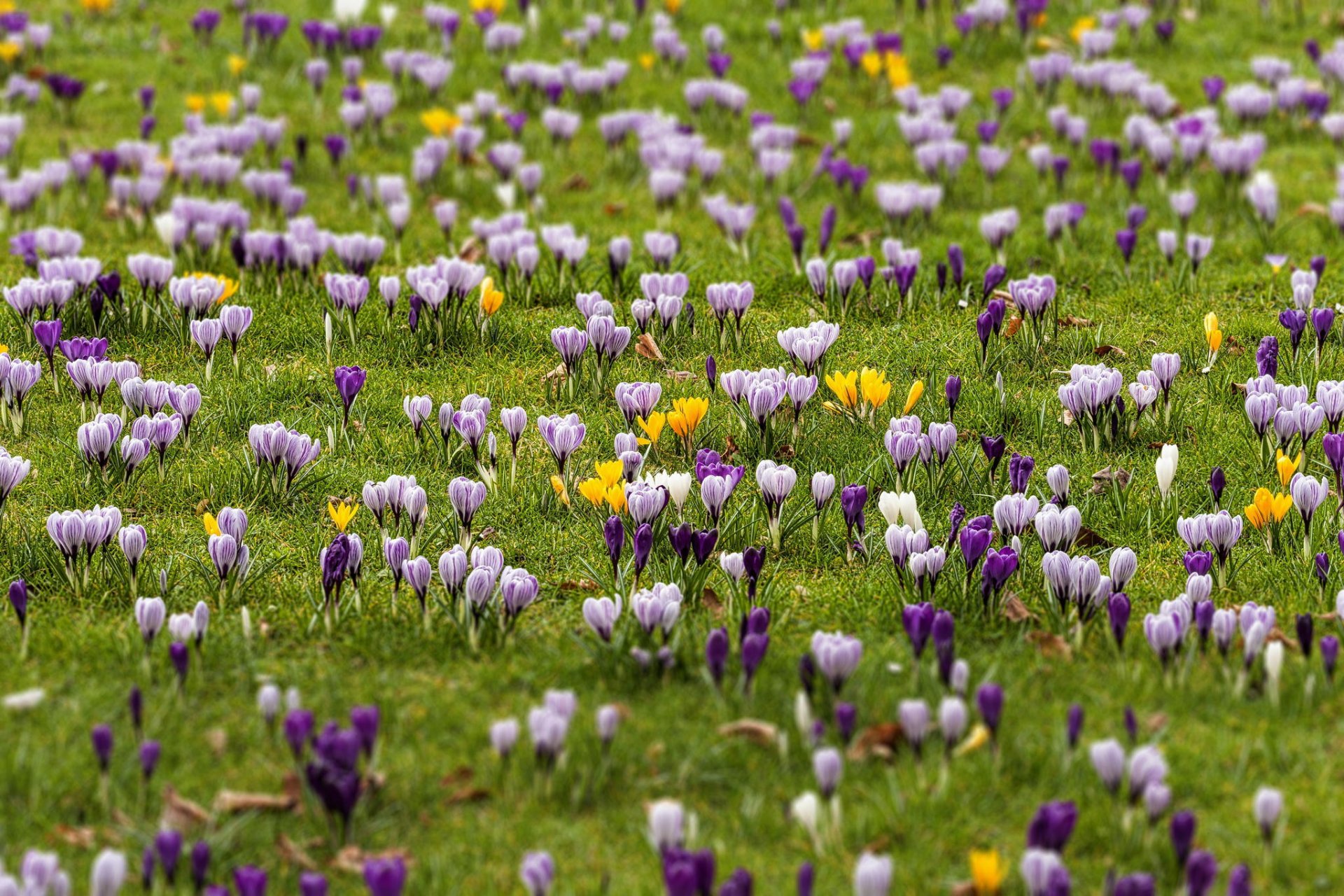 campo azafrán primavera