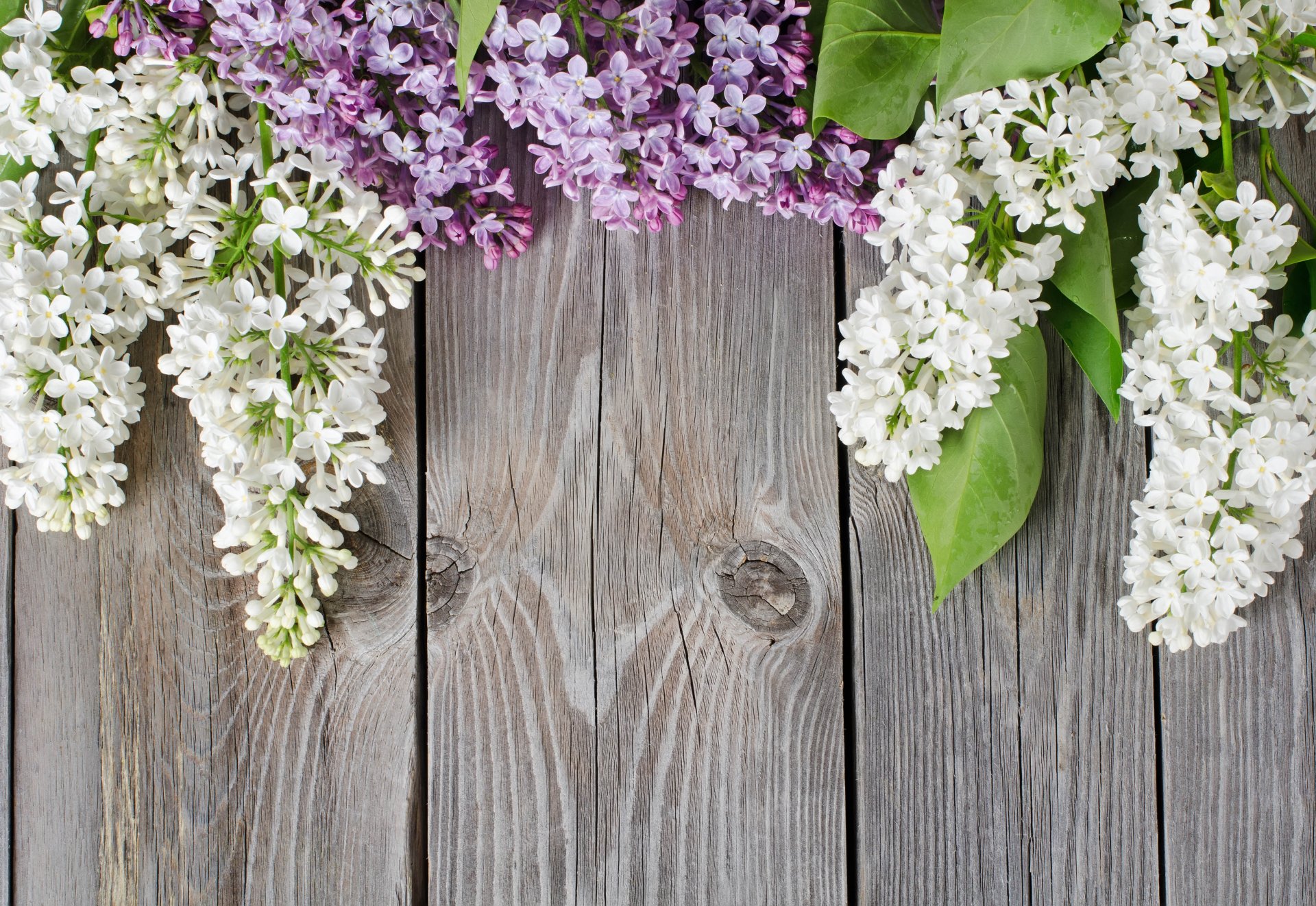 lilac board tree background