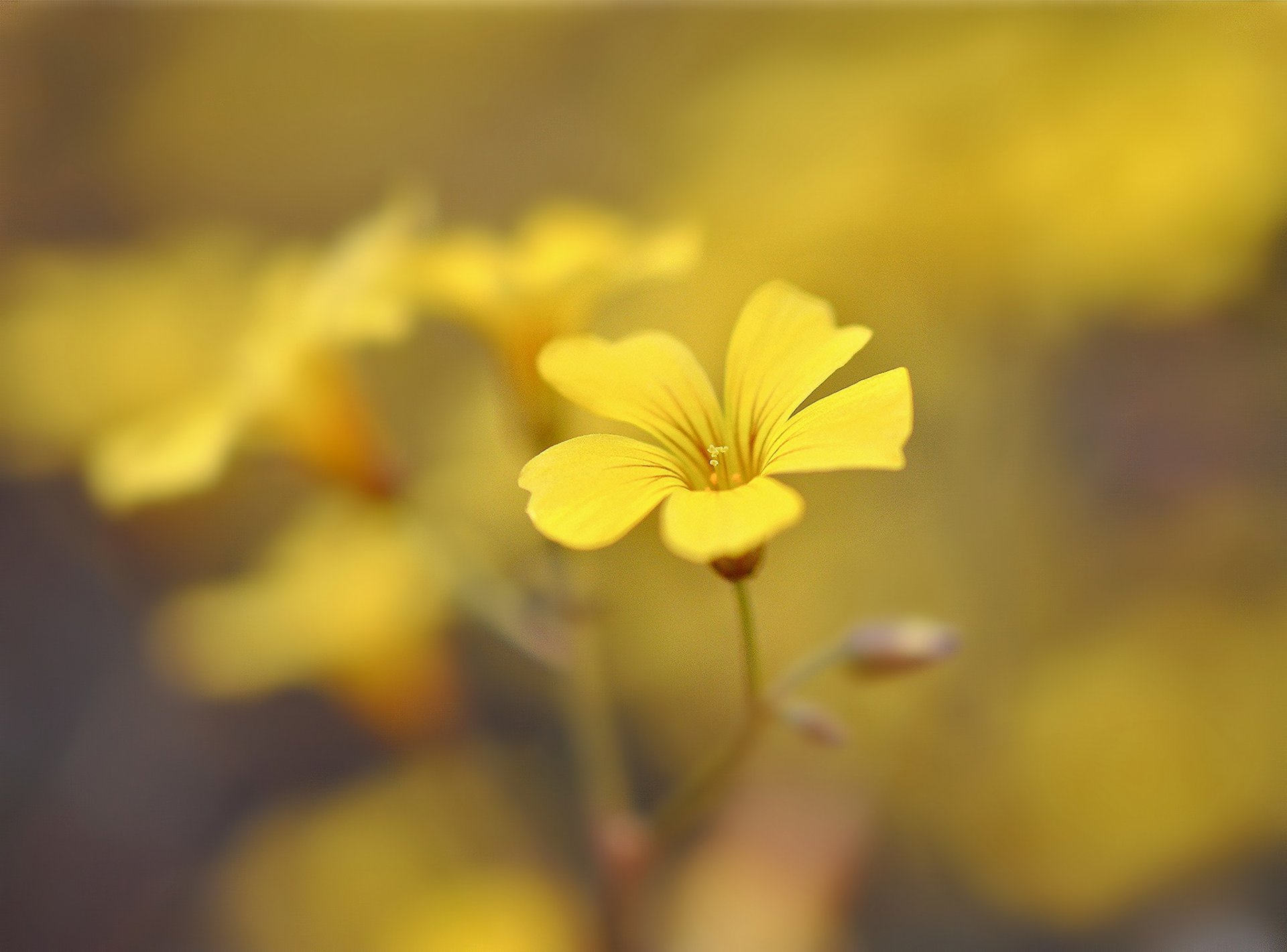 florecita florecita amarillo pétalos desenfoque flor fondo papel pintado pantalla ancha pantalla completa pantalla ancha pantalla ancha