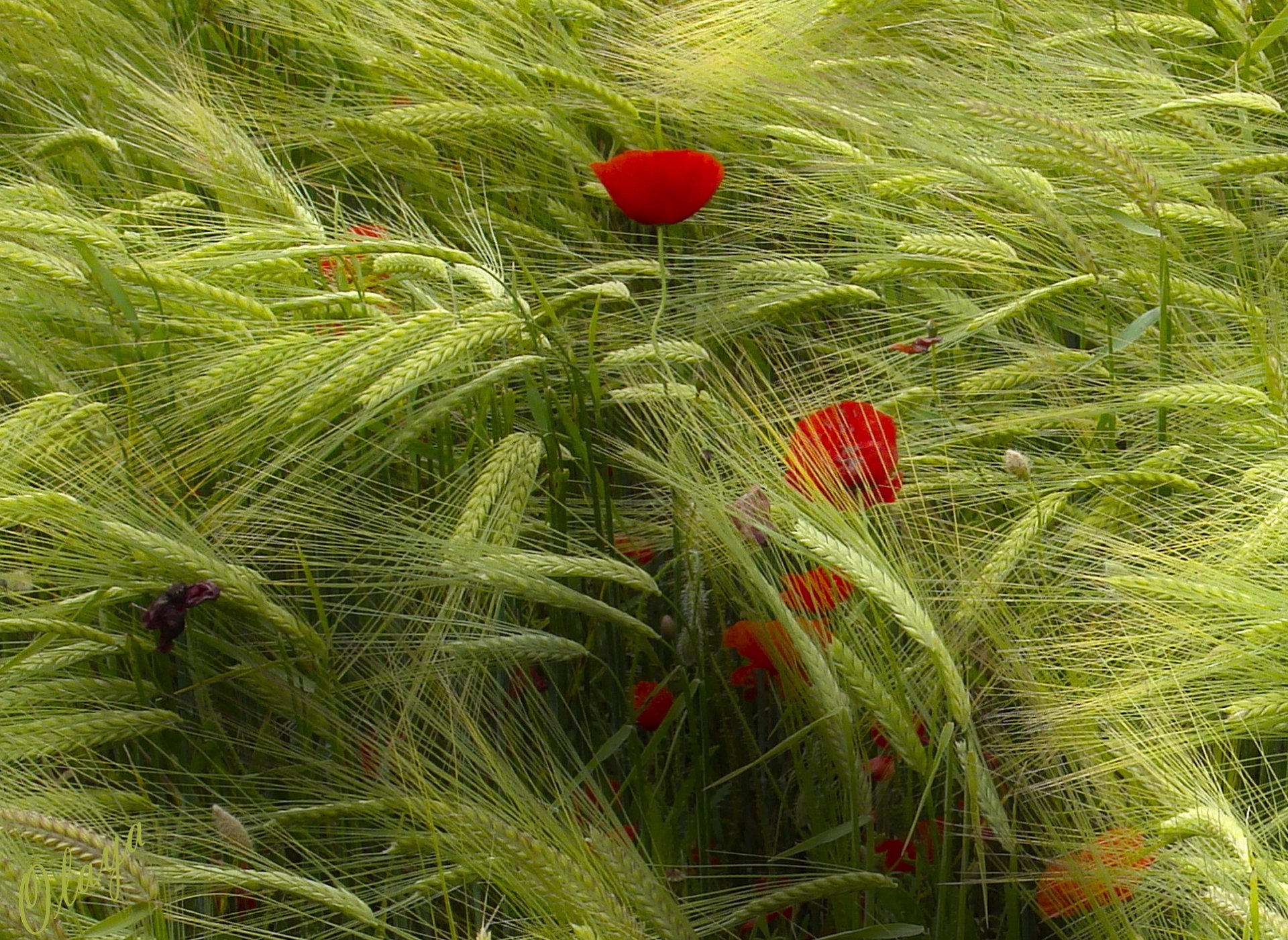 campo spighe vento papaveri rossi