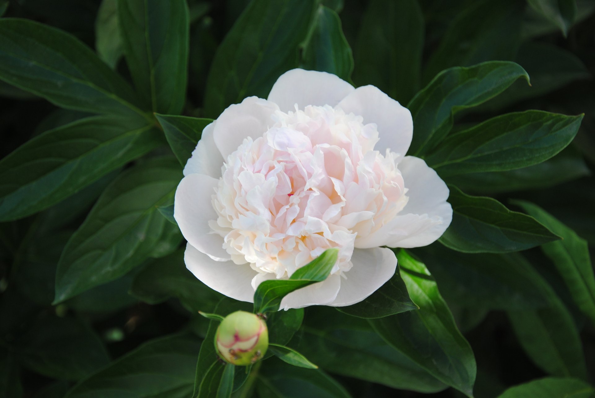 flower peony green