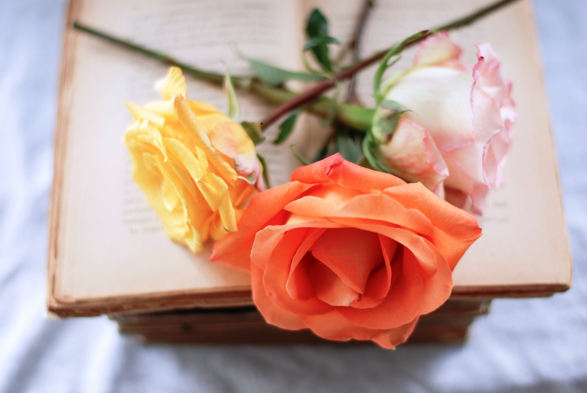 rosen rosa gelb orange buch blumen