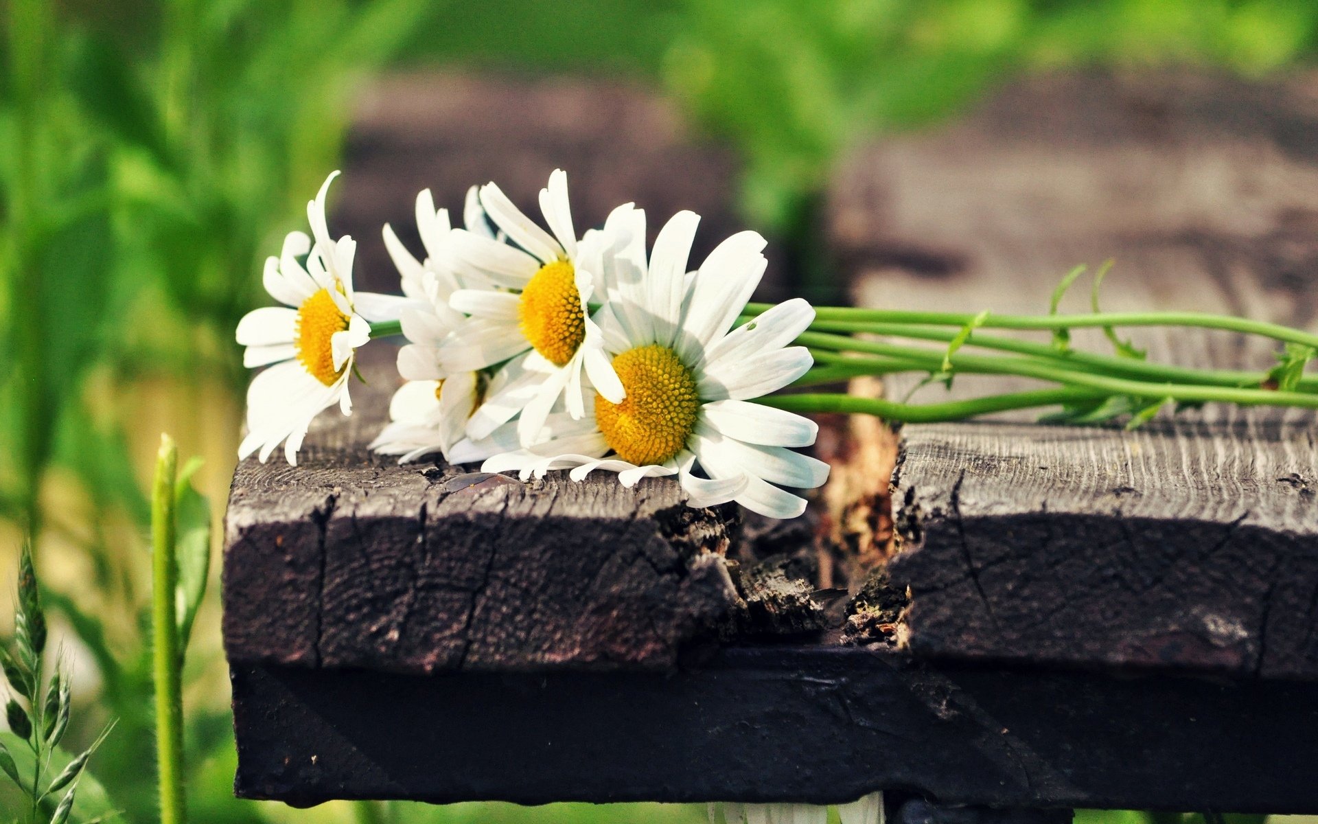 flower flowers chamomile white green sun background wallpaper widescreen full screen hd wallpapers fullscreen