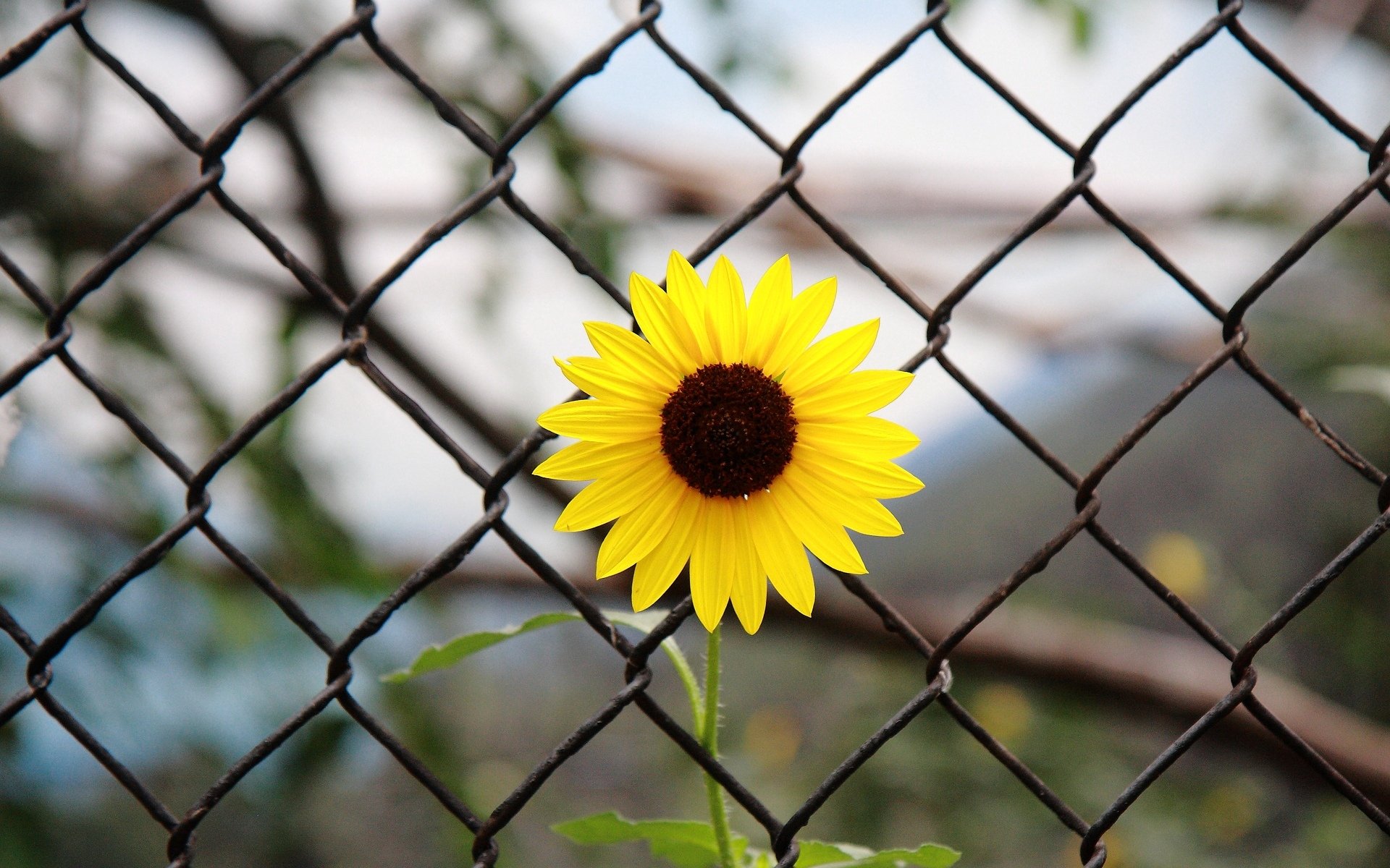 flowers flower yellow grid leaves flower background purple loneliness blur wallpaper widescreen fullscreen widescreen