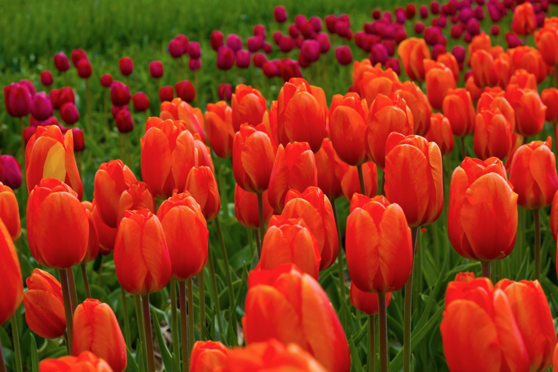 tulipes fleurs rouge rose champ nature