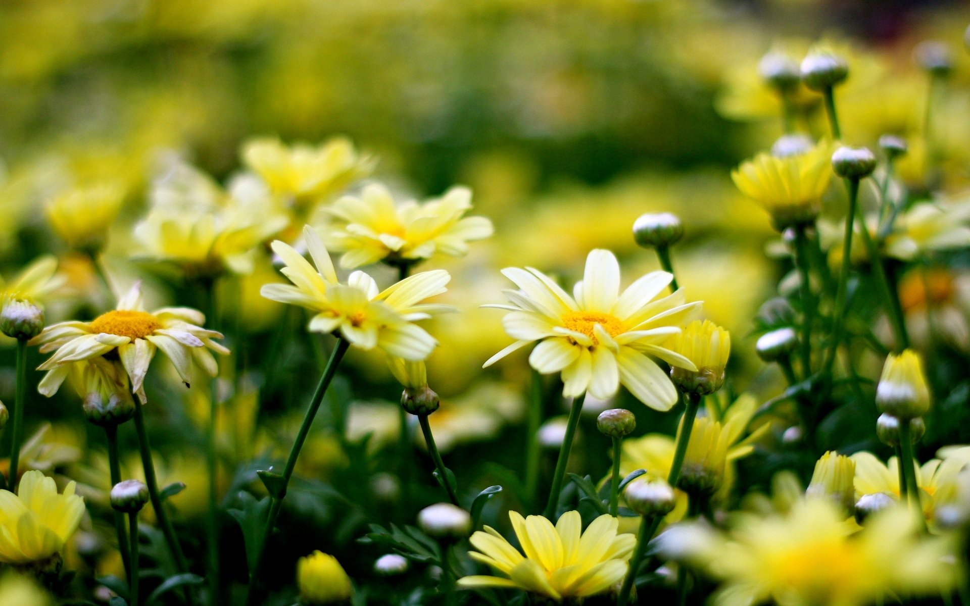 fleurs fleurs fleur jaune fond papier peint écran large plein écran écran large écran large