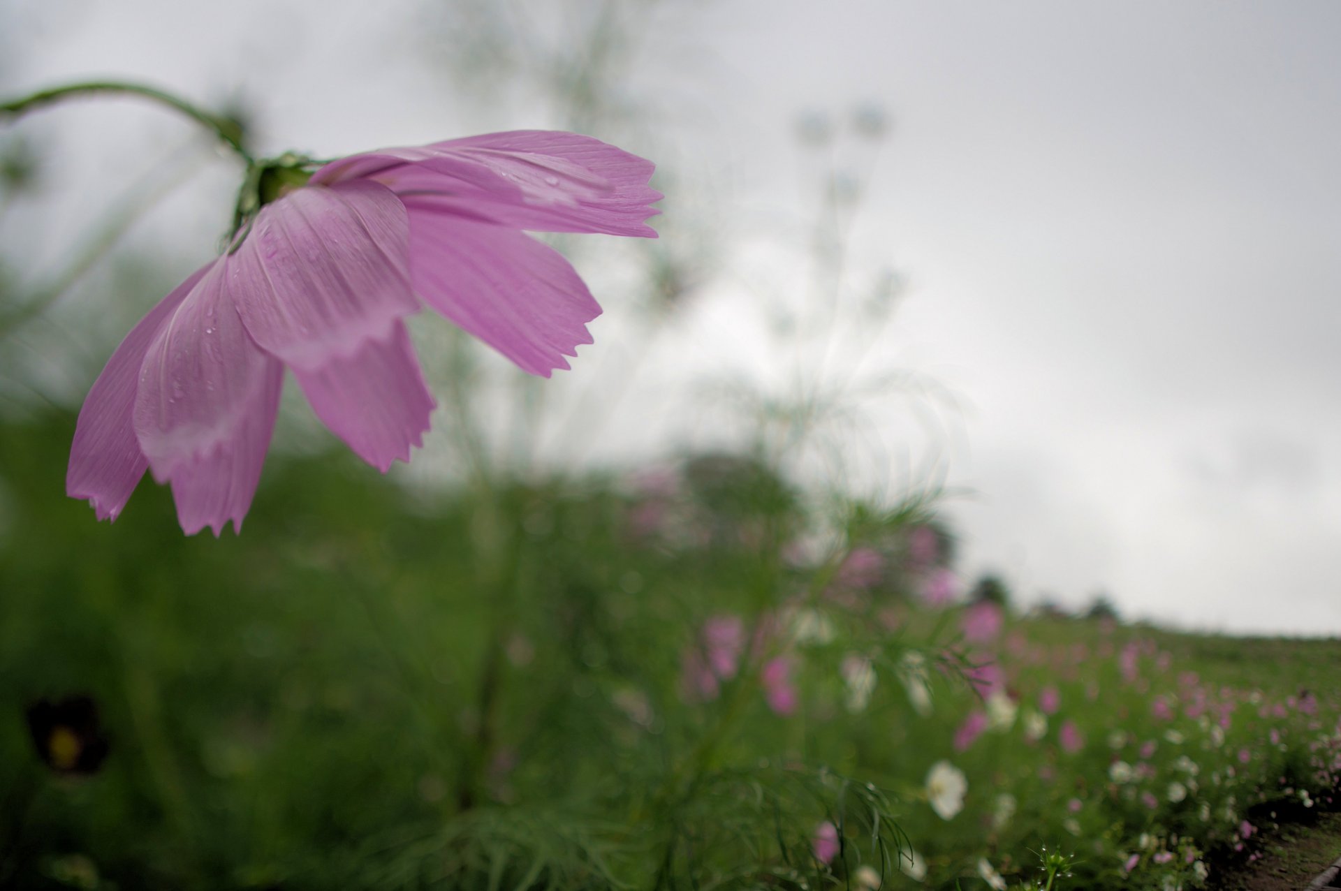 kosmeya pink white flower petals the field close up blur grey sky rain