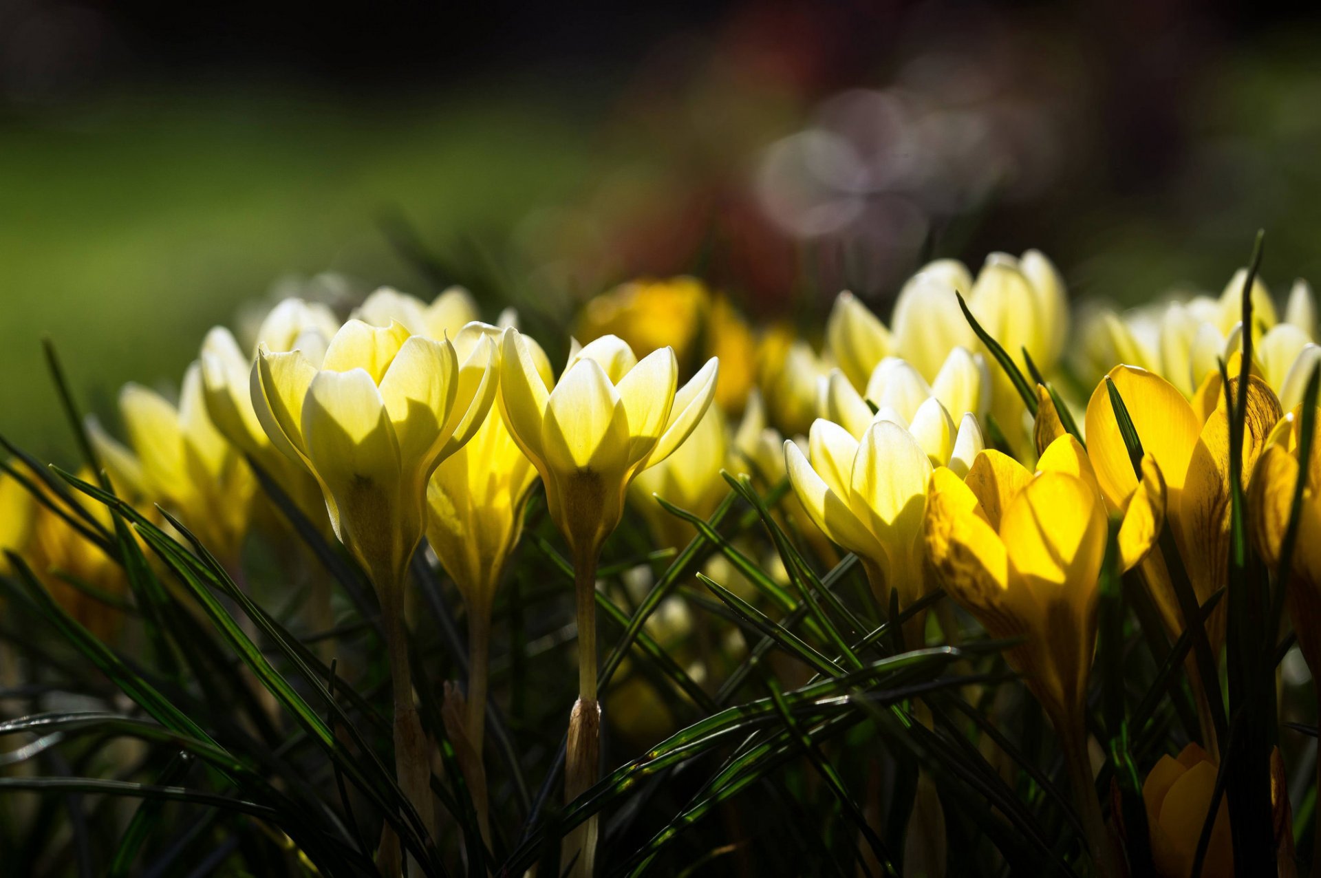 blumen frühling gelb krokusse blendung licht