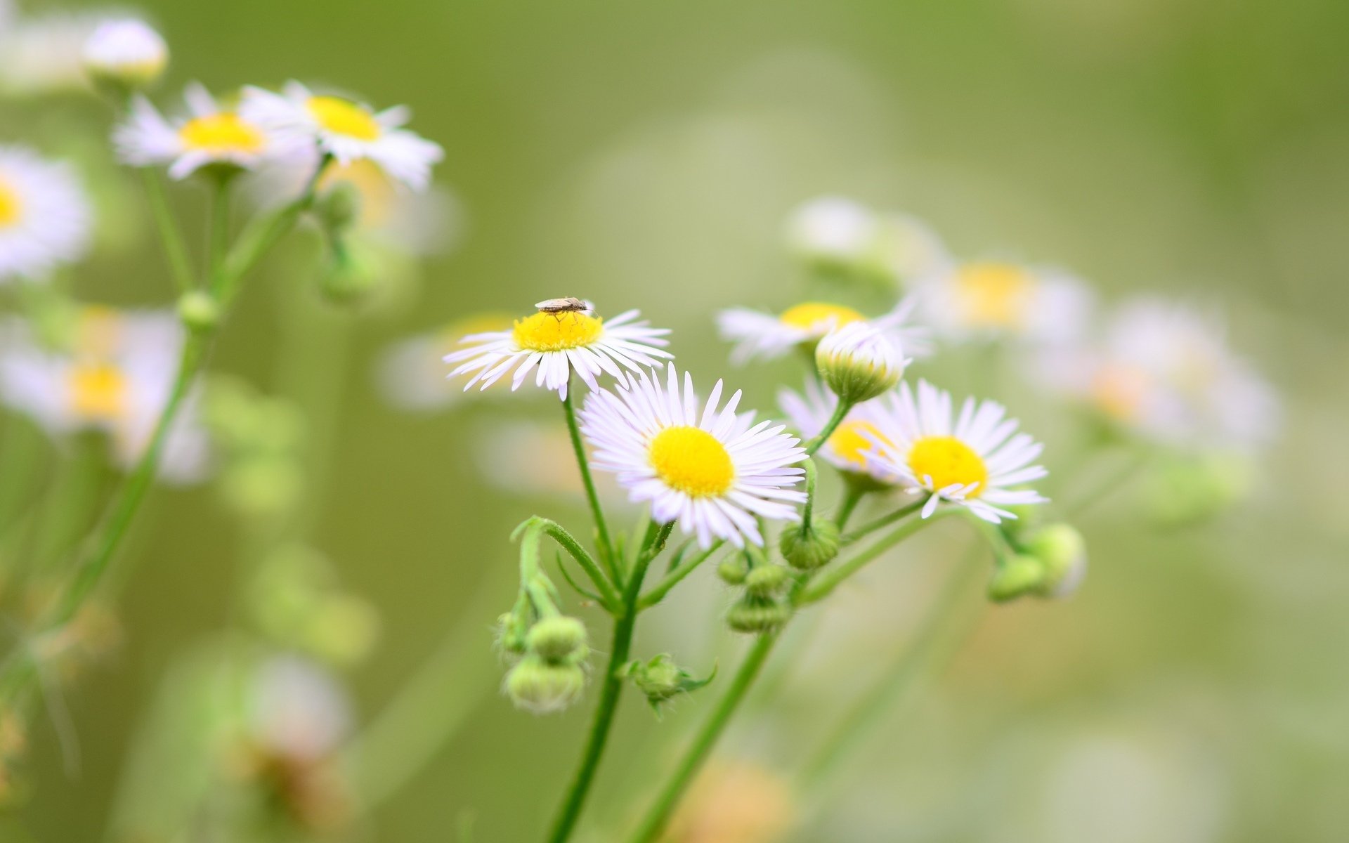 fiori fiori fiorellino fiore margherita margherite insetto verde sfocatura sfondo carta da parati widescreen schermo intero widescreen widescreen