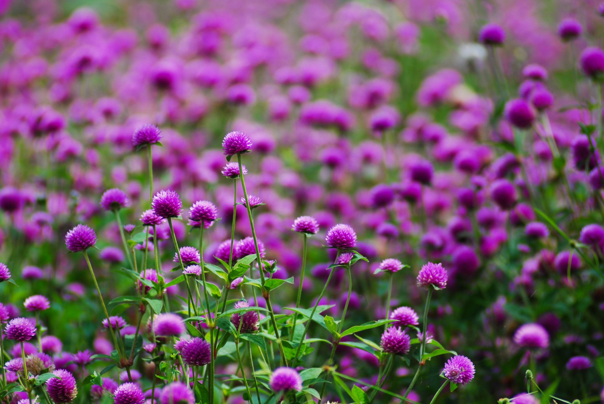 violet fleurs clairière flou