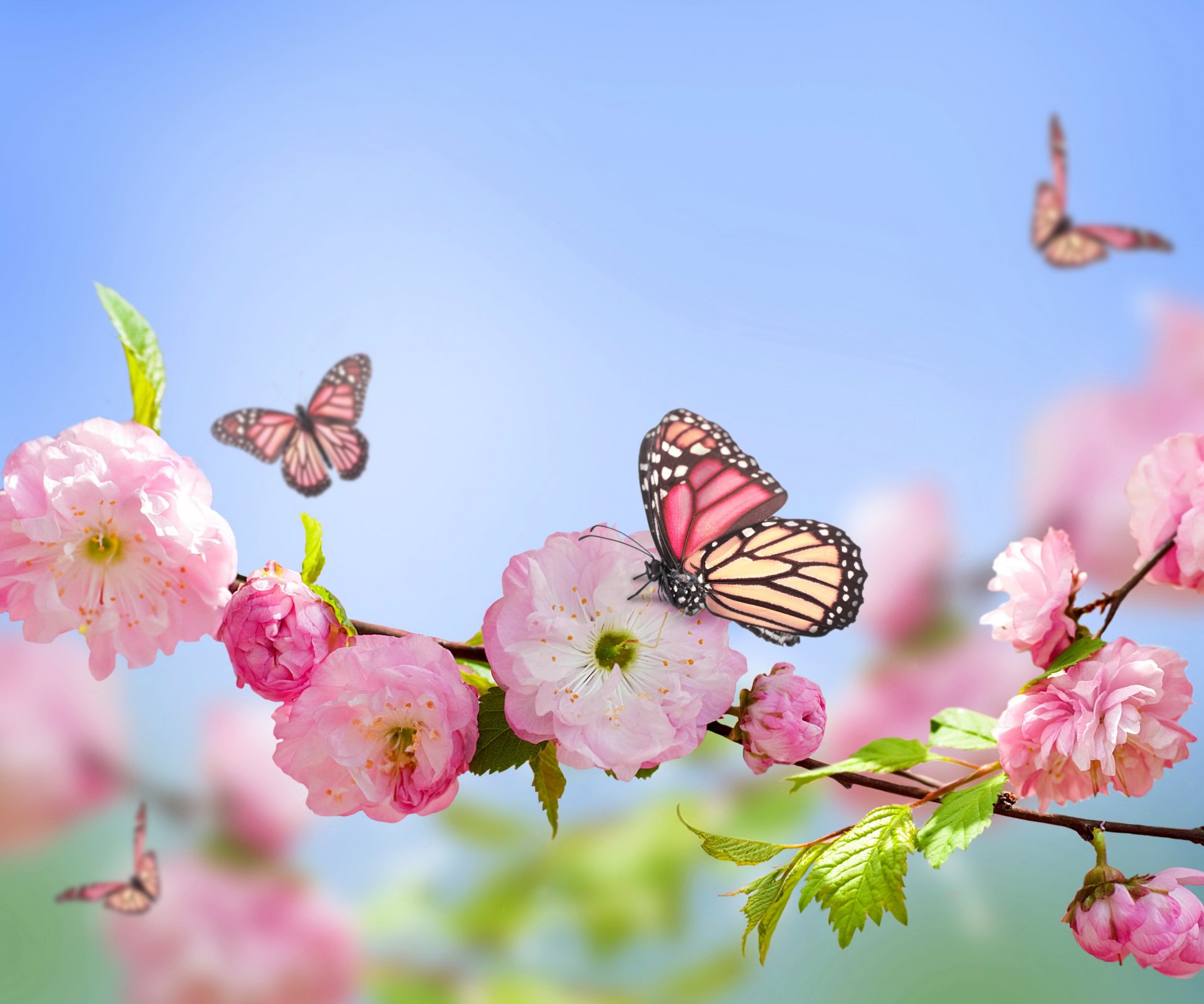 pring flower pink flowers butterflies blue sky spring bloom butterflies blue sky