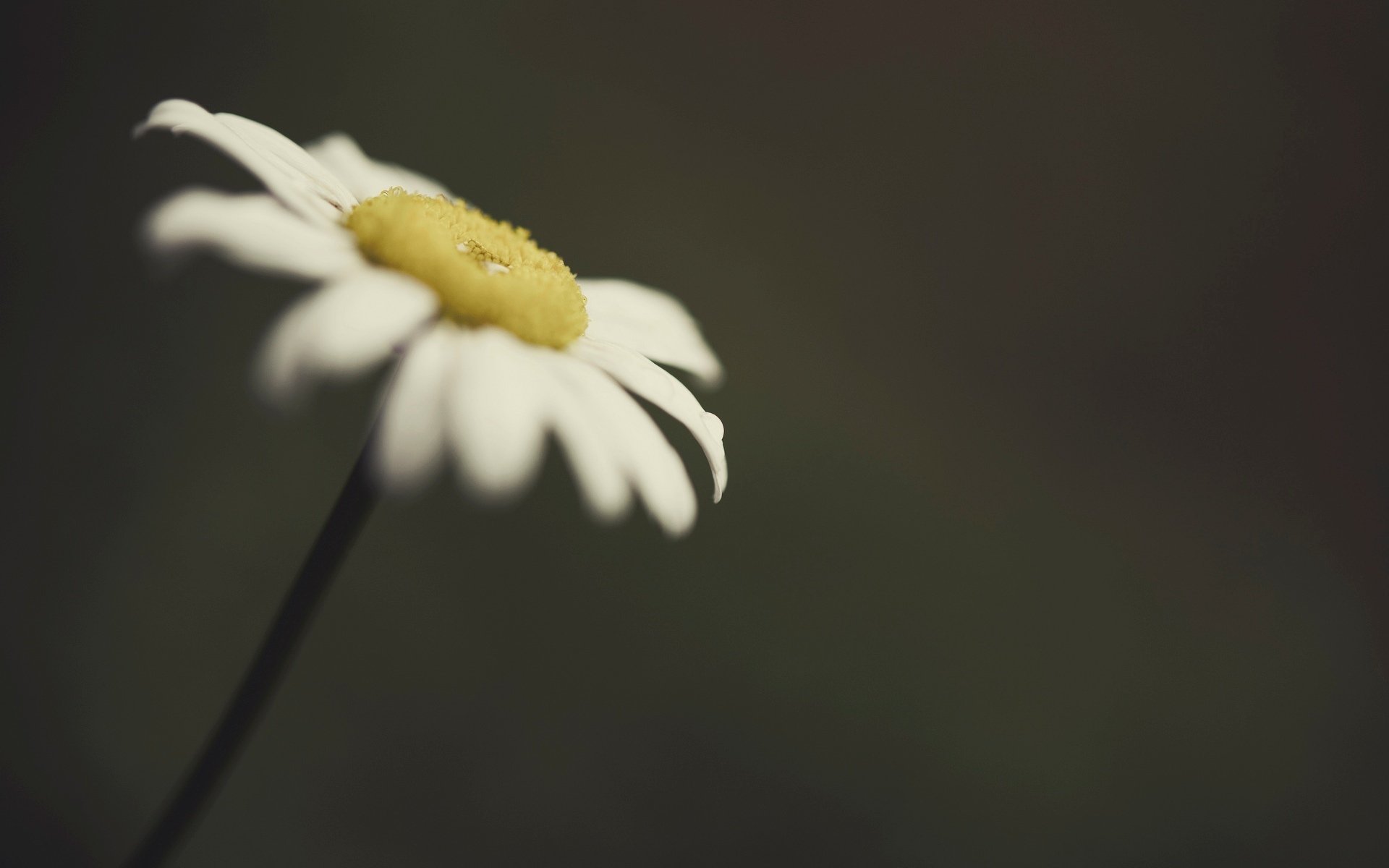 blumen blume blümchen kamille makro unschärfe hintergrund tapete widescreen vollbild widescreen widescreen