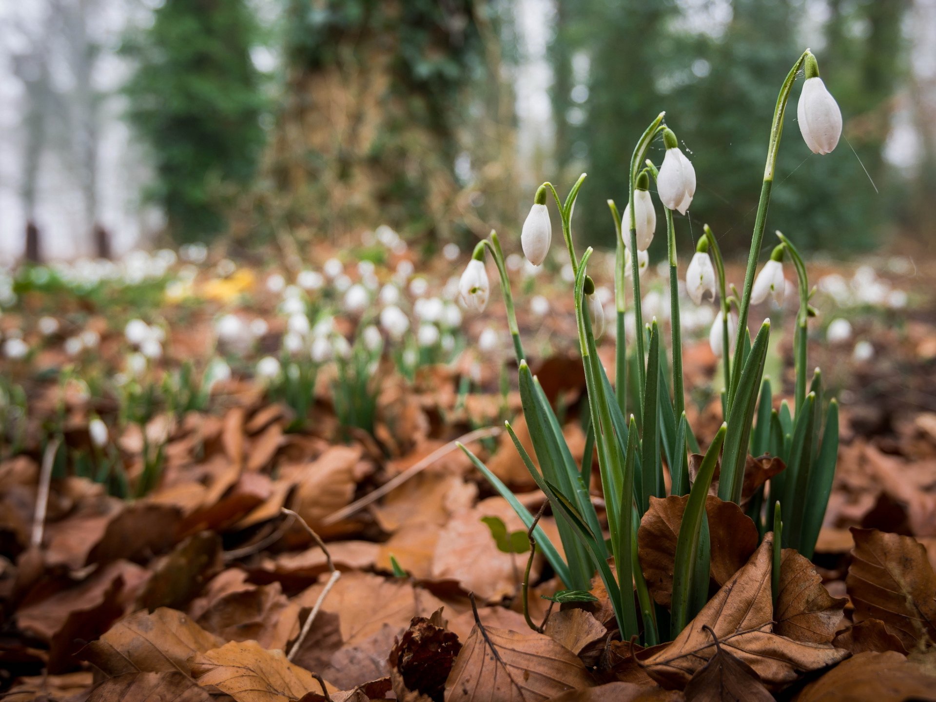 foresta foglie secco primavera fiori bucaneve