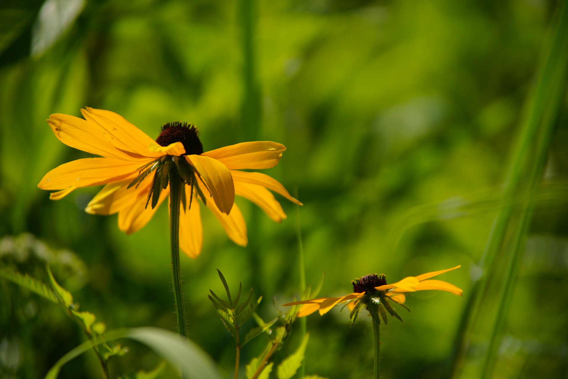 flores amarillo rudbeckia hierba hojas fondo